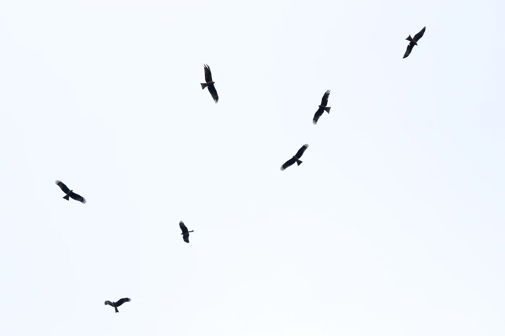 Kettle of Black Kites, Saghalvasho, Georgia — photo by Jim Bennett