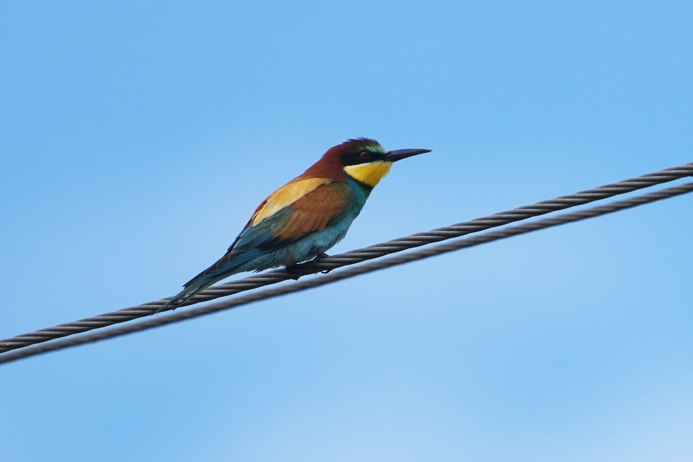 European Bee-eater, near Caraorman, Danube Delta, Romania — photo by Jim Bennett
