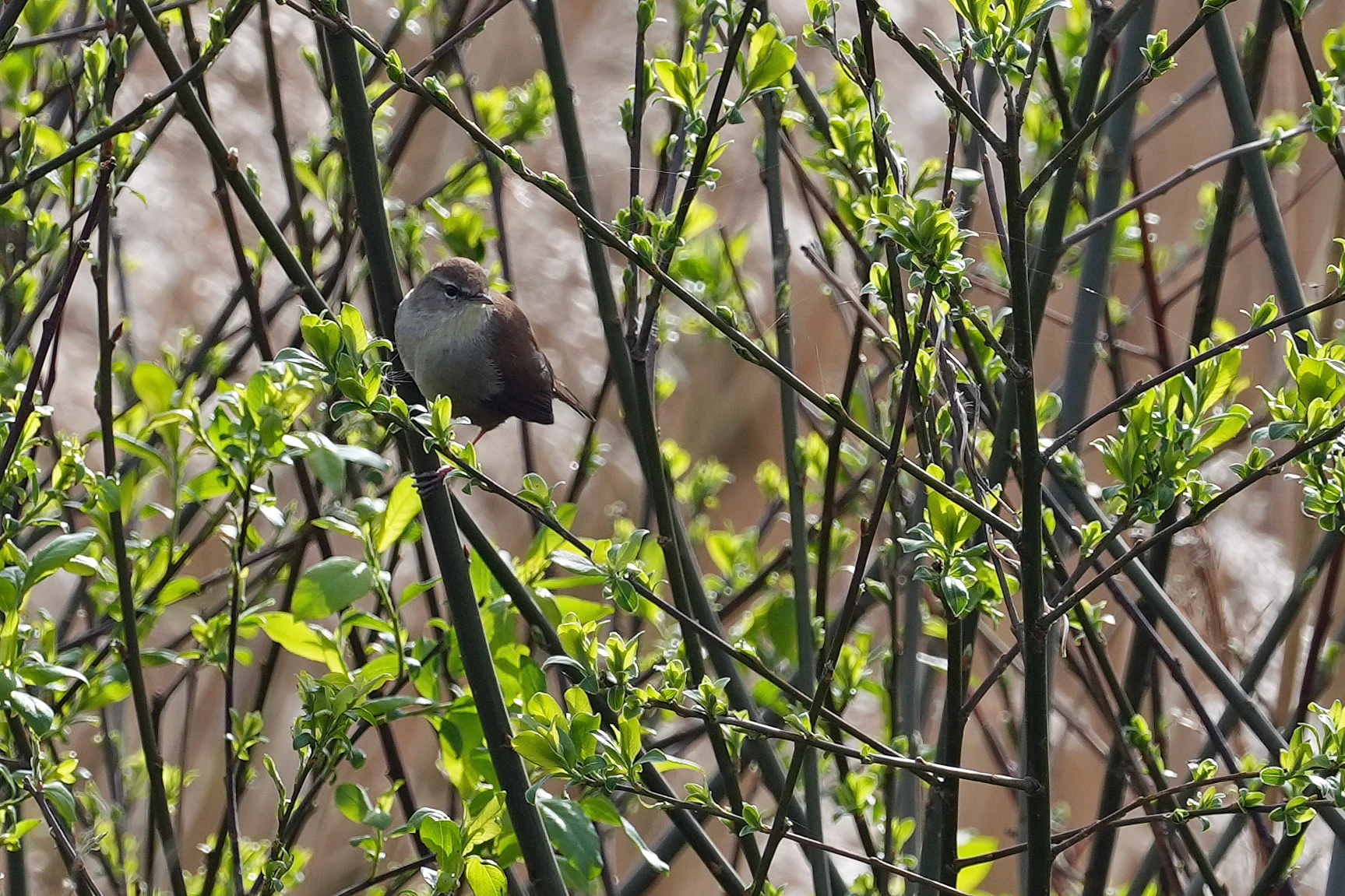 Cetti's Warbler, RSPB Ham Wall, Somerset, UK — photo by Jim Bennett