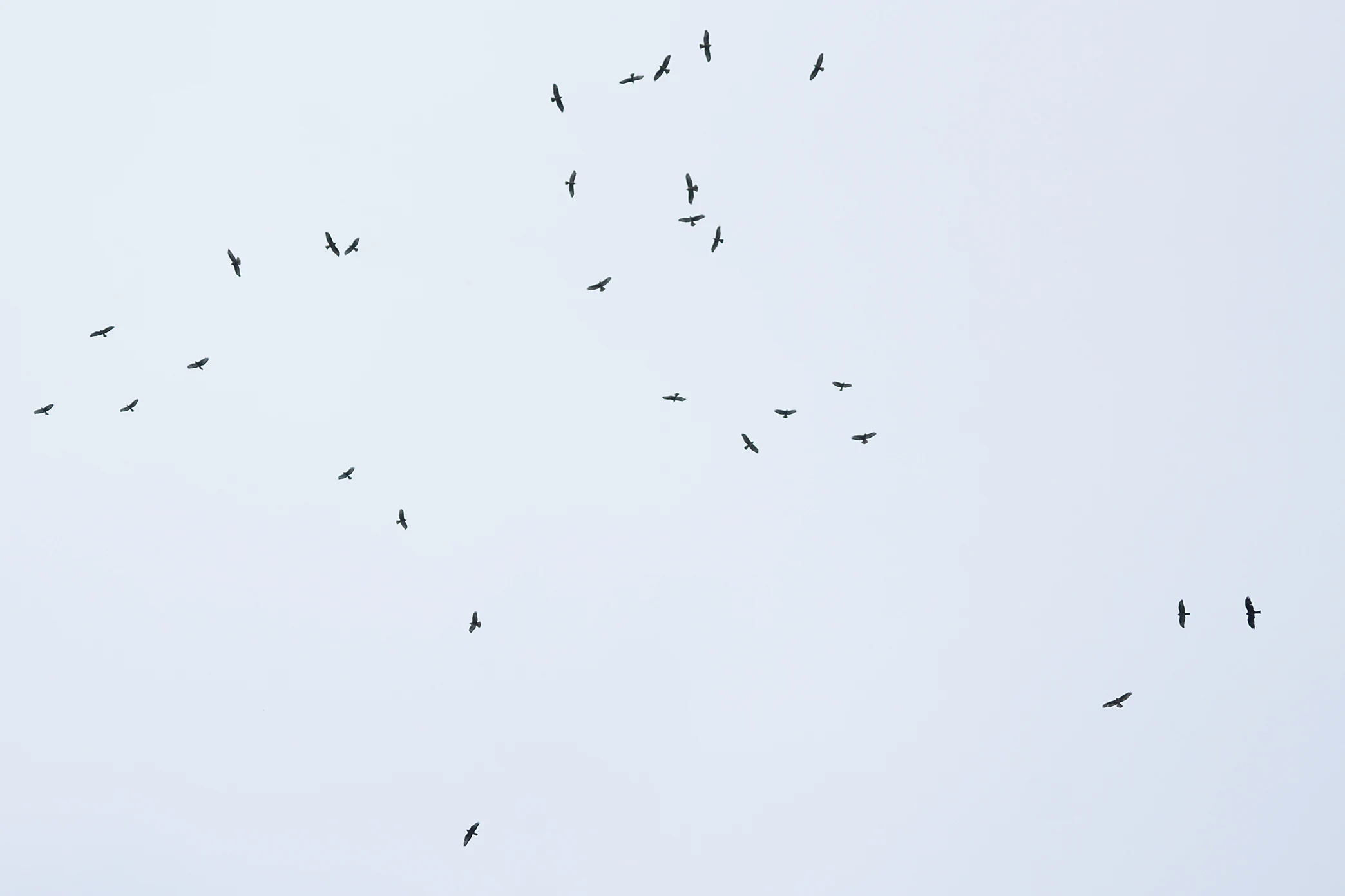 Kettle of mainly Steppe Buzzards, Saghalvasho, Georgia — photo by Jim Bennett