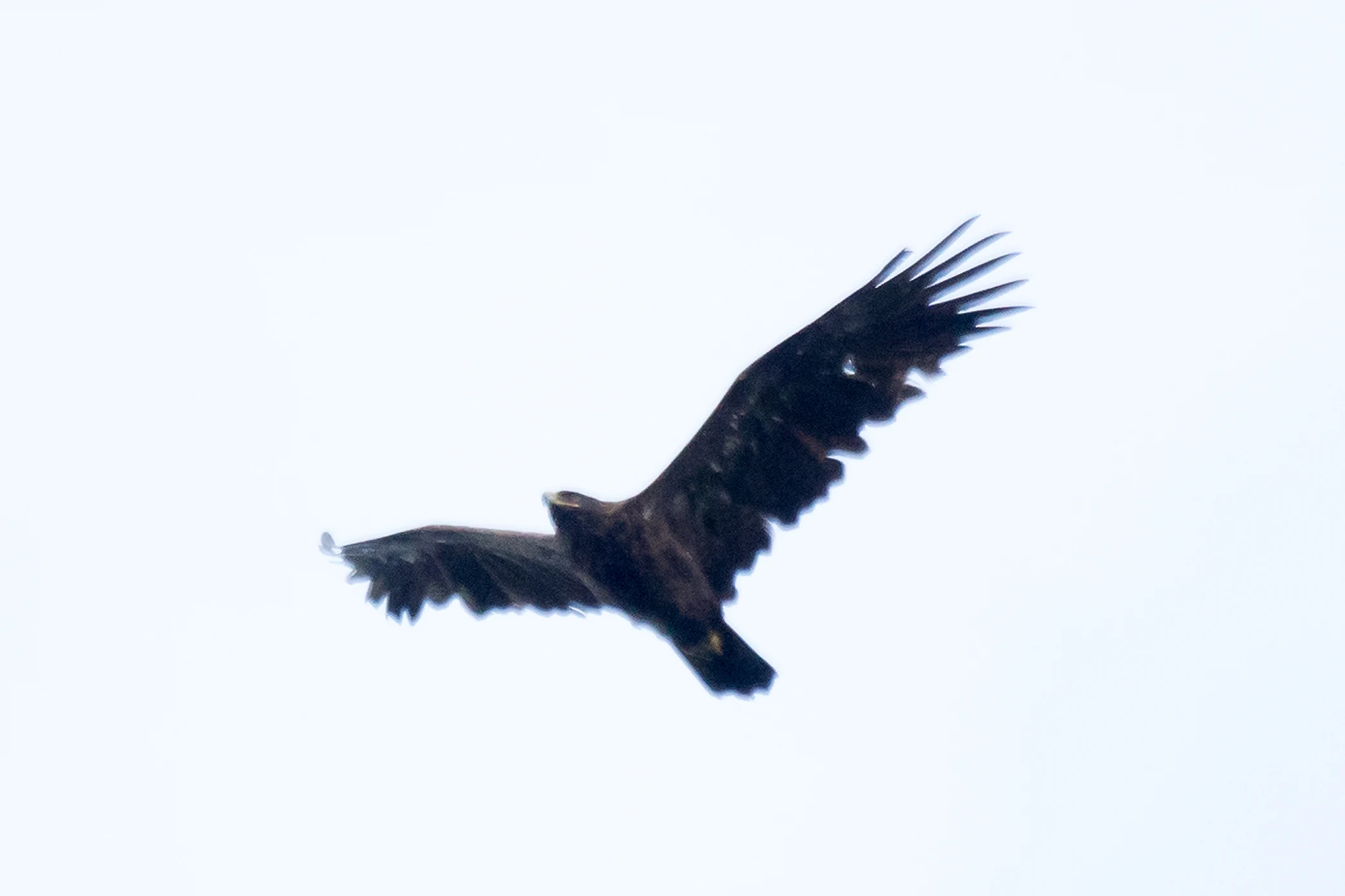 Greater Spotted Eagle, Saghalvasho, Georgia — photo by Jim Bennett
