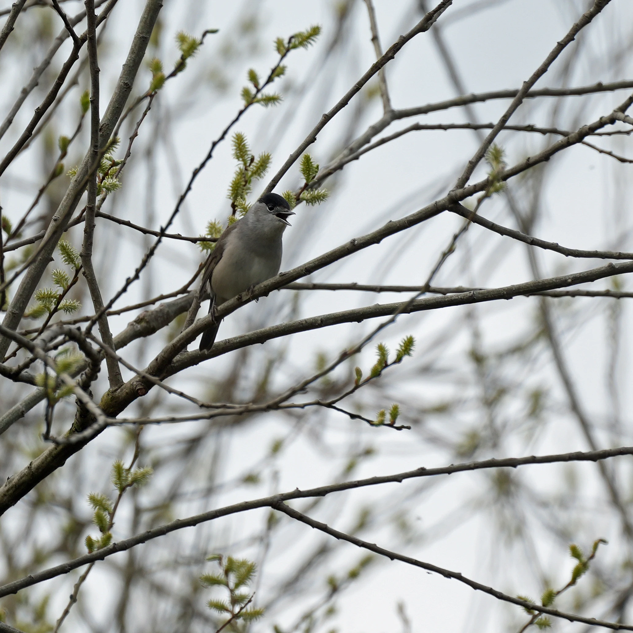 Blackcap, RSPB Ham Wall, Somerset, UK — photo by Jim Bennett