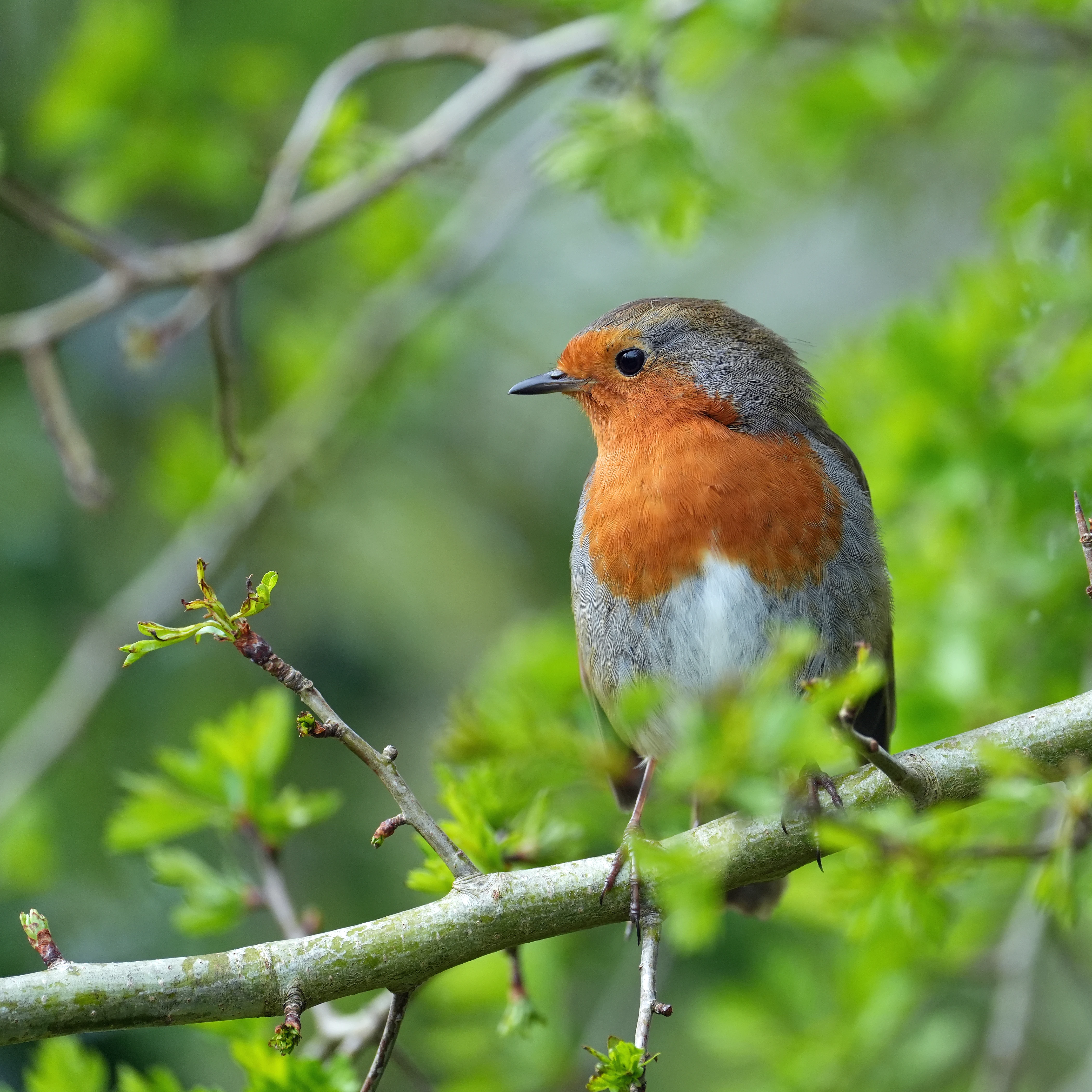 Robin, RSPB Ham Wall, Somerset, UK — photo by Jim Bennett