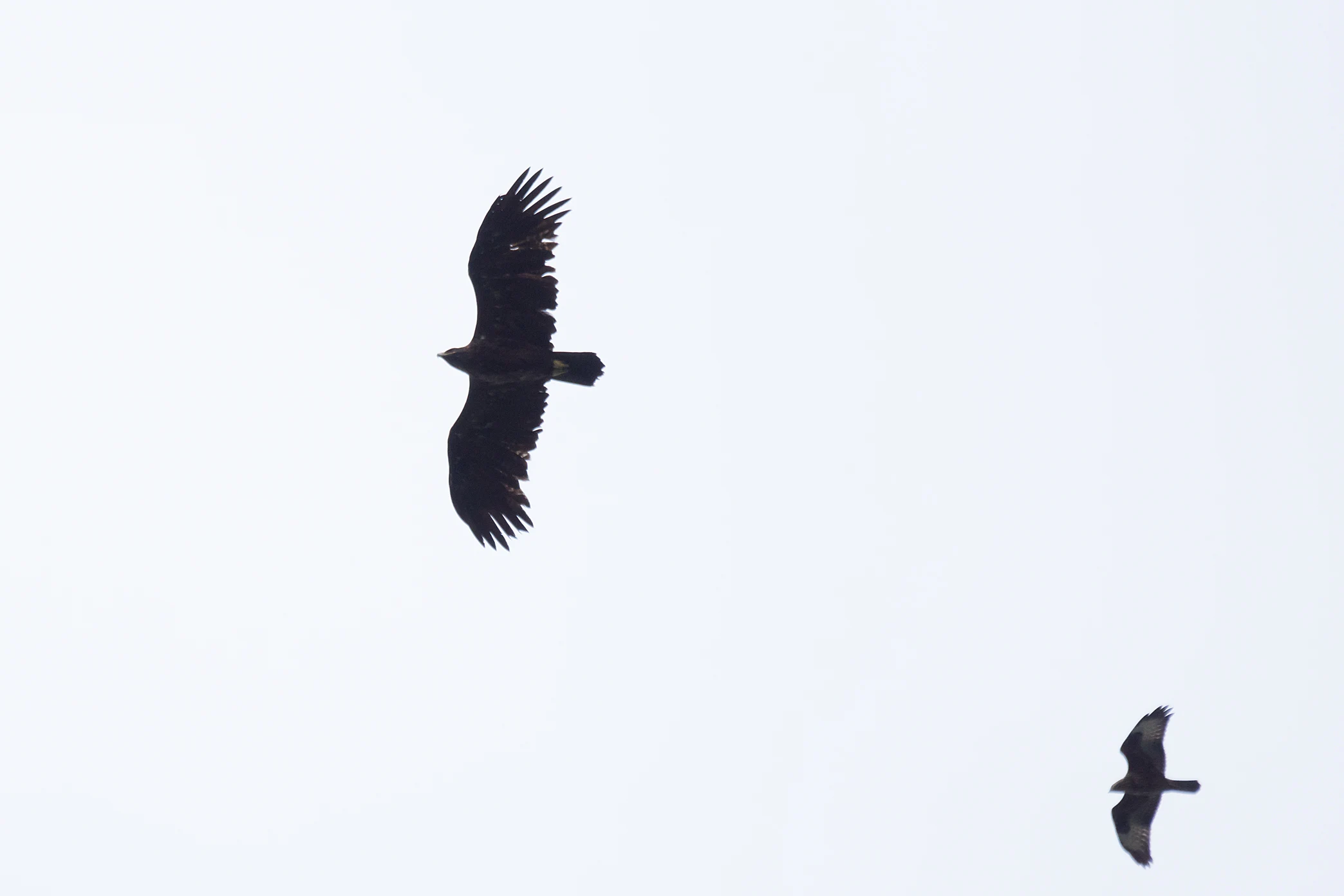 Greater Spotted Eagle & Steppe Buzzard, Saghalvasho, Georgia — photo by Jim Bennett