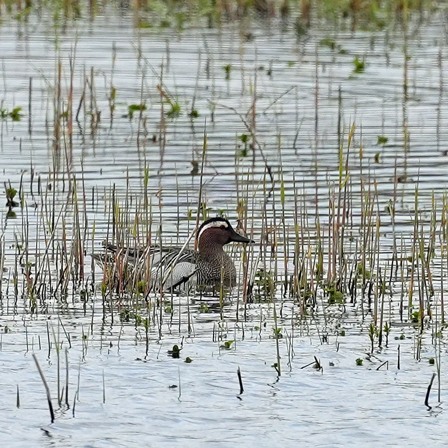 Garganey, RSPB Ham Wall, Somerset, UK — photo by Jim Bennett