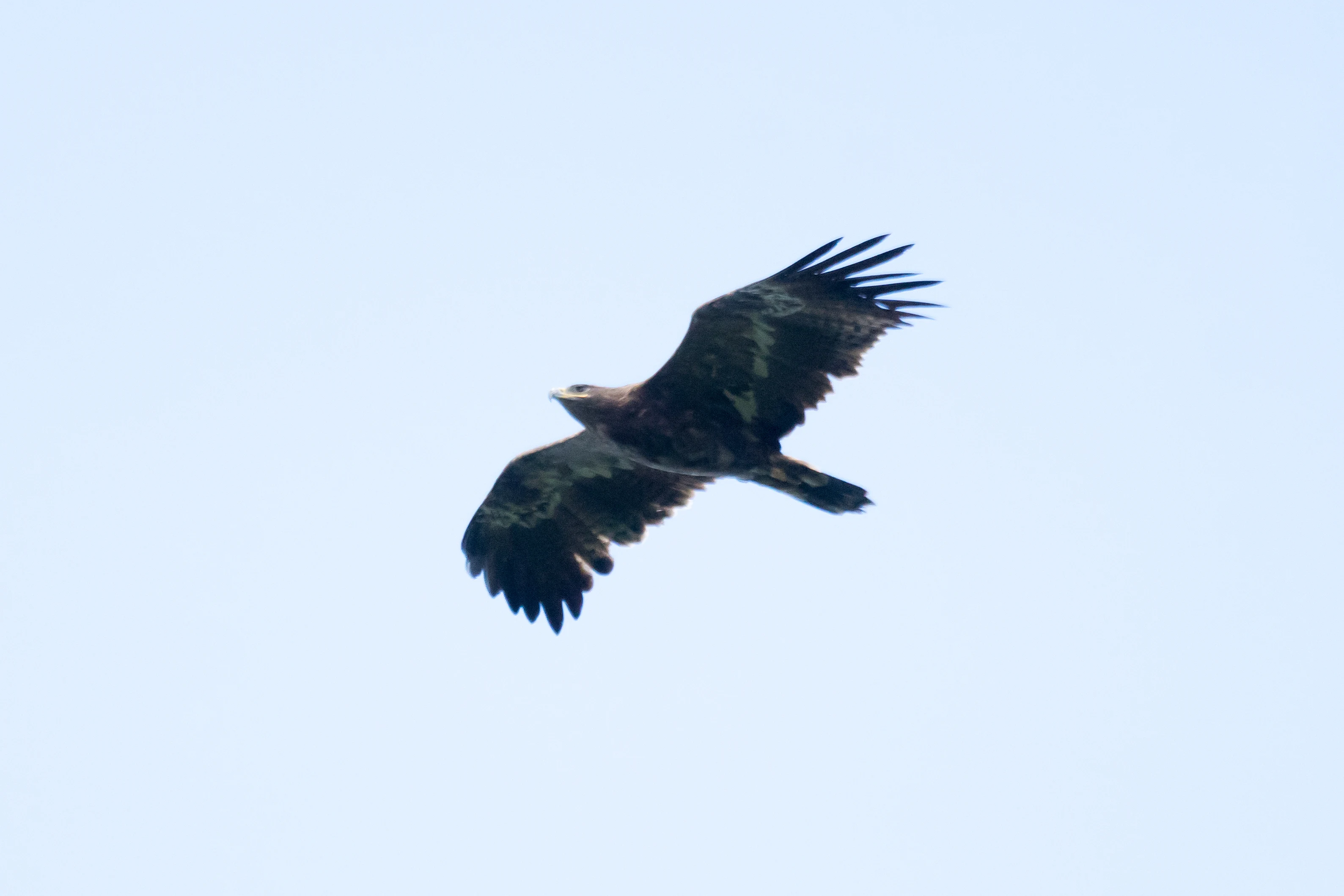 Steppe Eagle, Saghalvasho, Georgia — photo by Jim Bennett