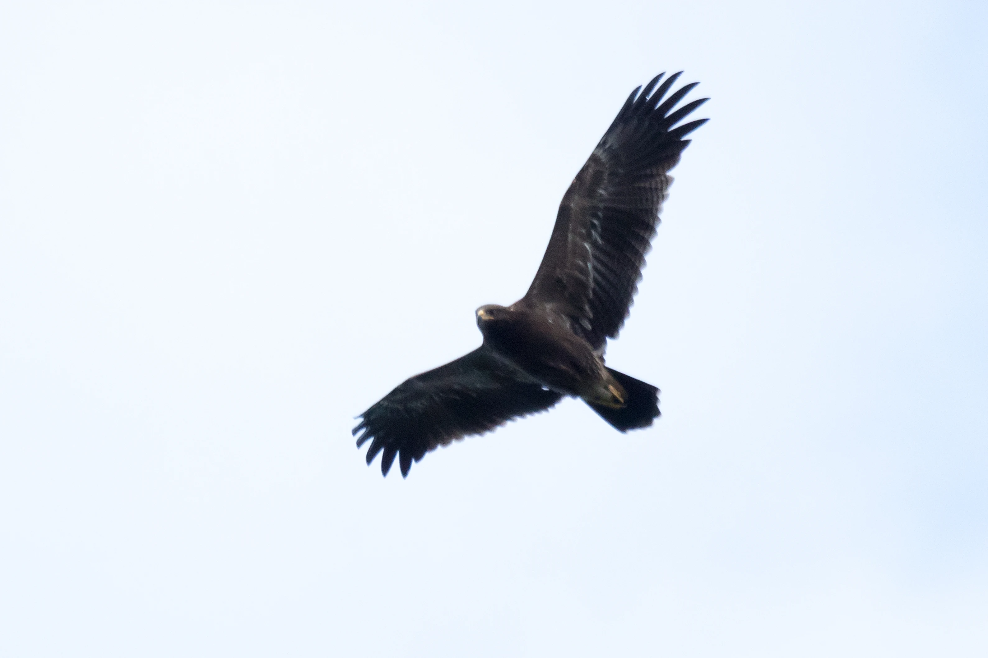 Lesser Spotted Eagle, Saghalvasho, Georgia — photo by Jim Bennett