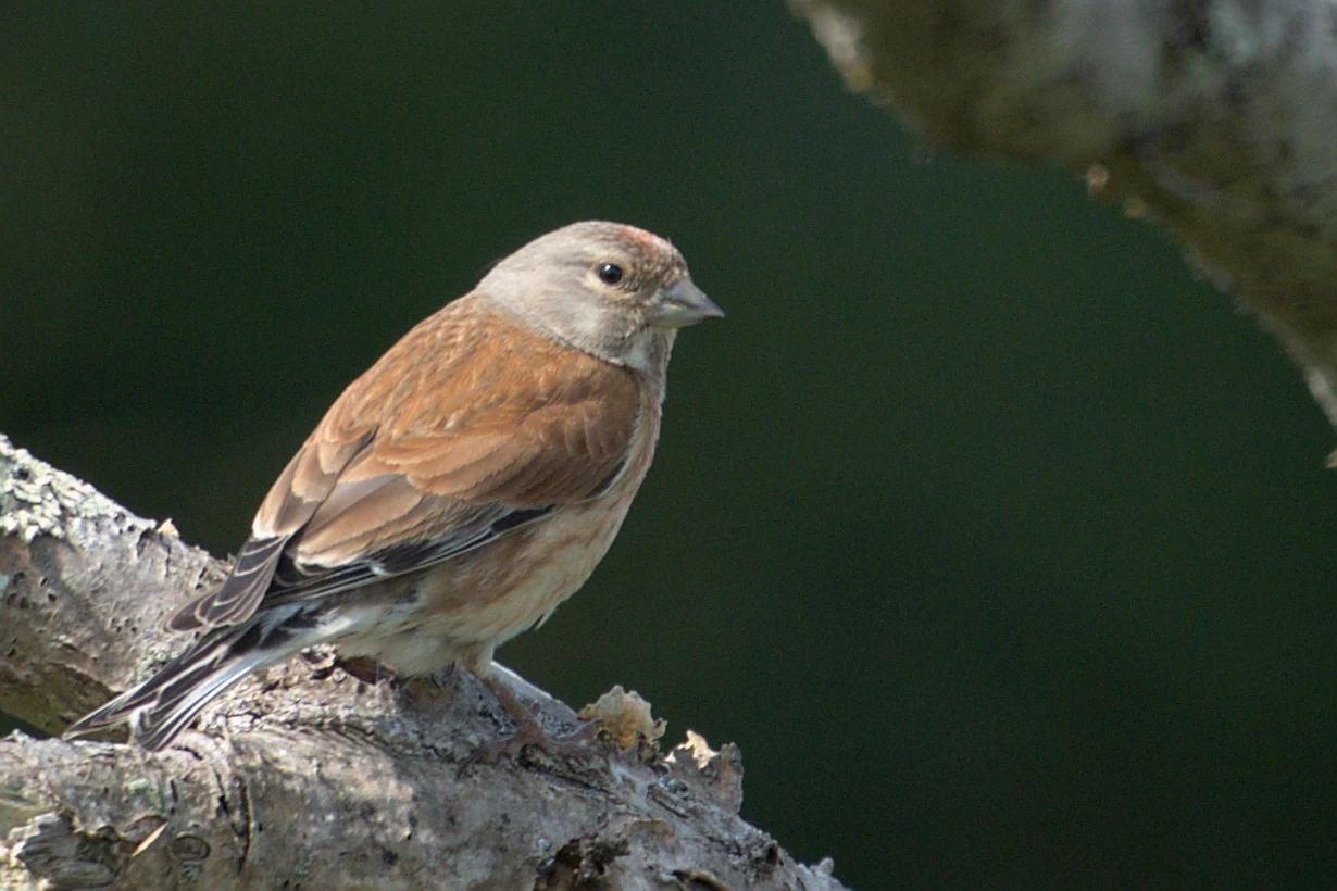 Linnet, West Sussex, UK — photo by Jim Bennett