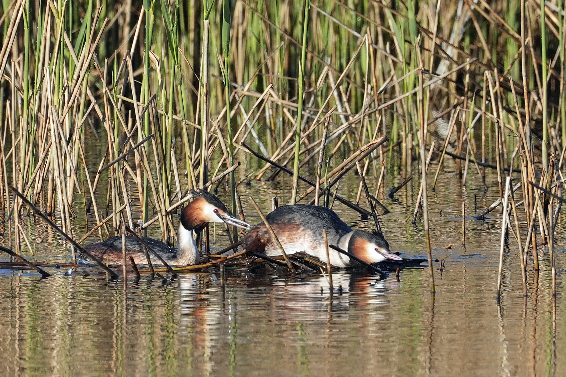 Great Crested Grebes, RSPB Ham Wall, Somerset, UK — photo by Jim Bennett