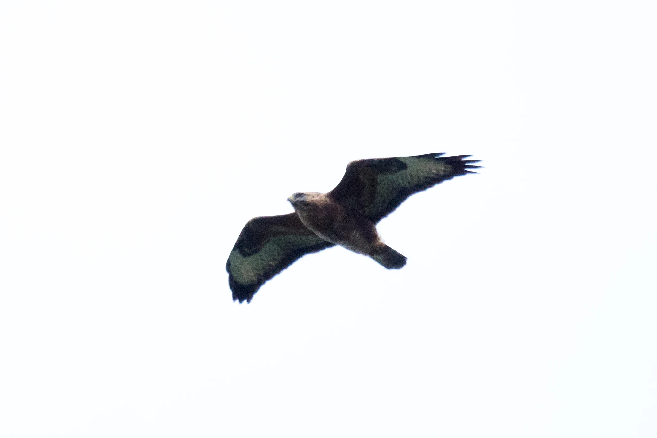 Steppe Buzzard, Saghalvasho, Georgia — photo by Jim Bennett