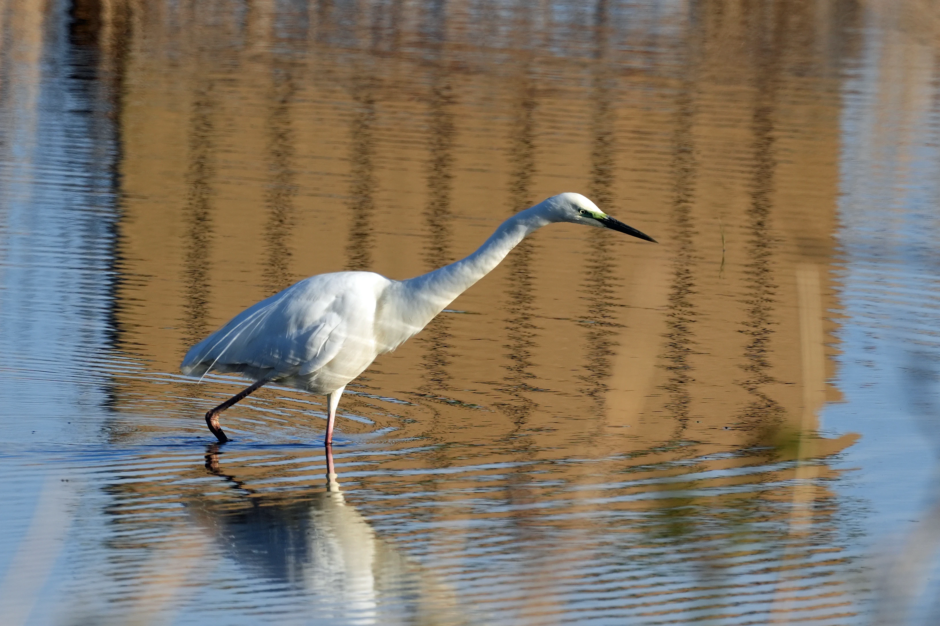 Great Egret, RSPB Ham Wall, Somerset, UK — photo by Jim Bennett