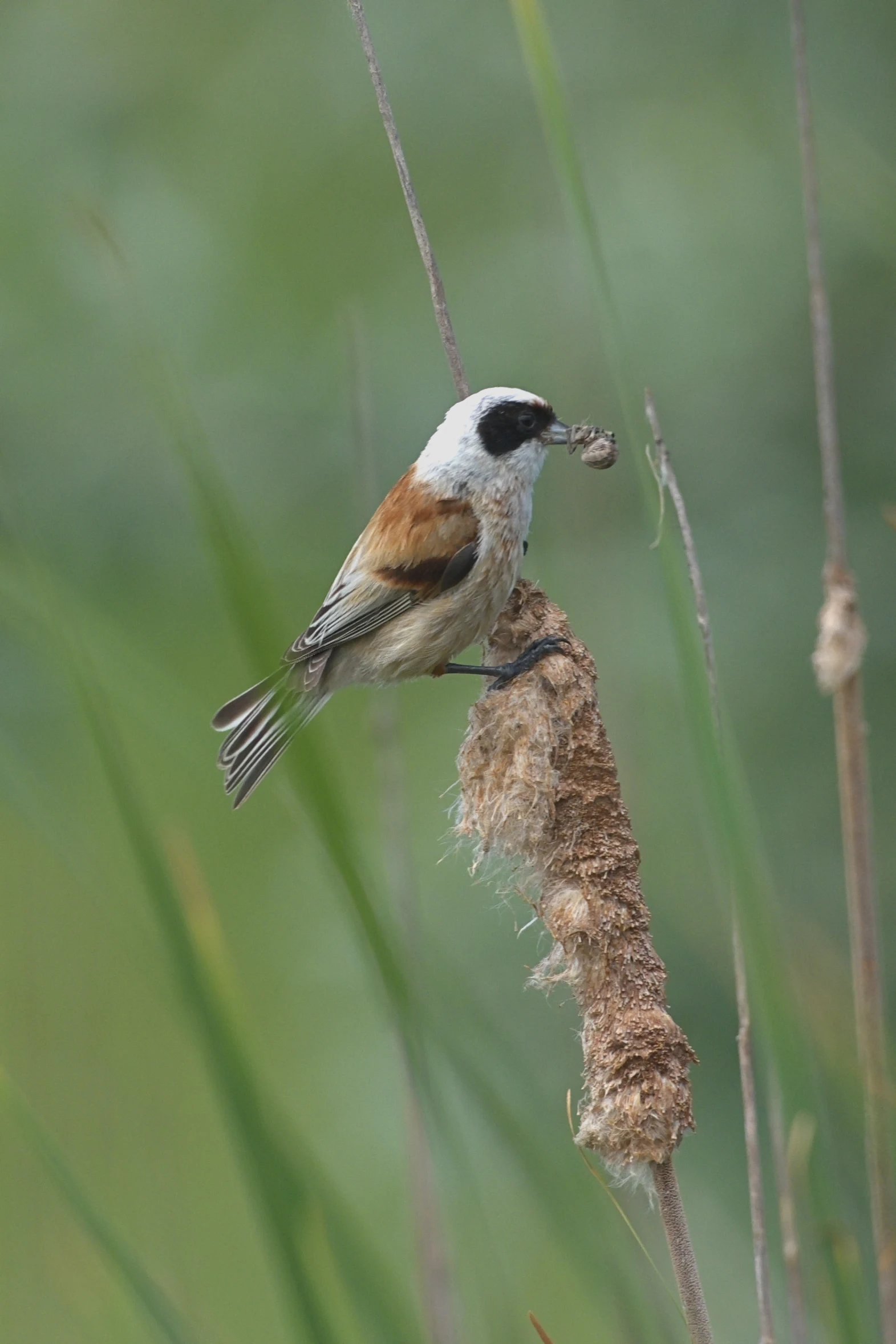 Penduline Tit, near Caraorman, Danube Delta, Romania — photo by Jim Bennett