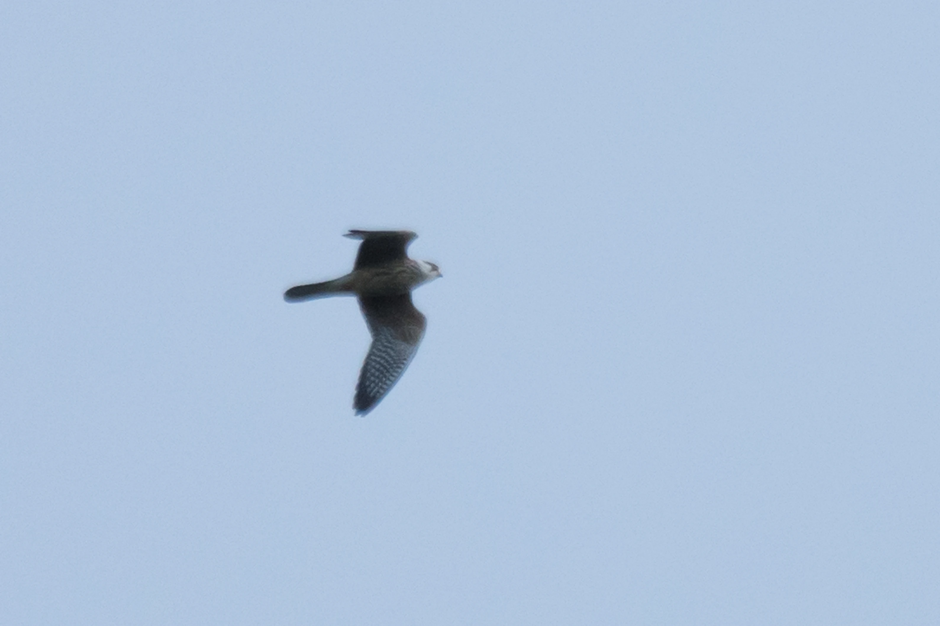 Red-footed Falcon, Saghalvasho, Georgia — photo by Jim Bennett