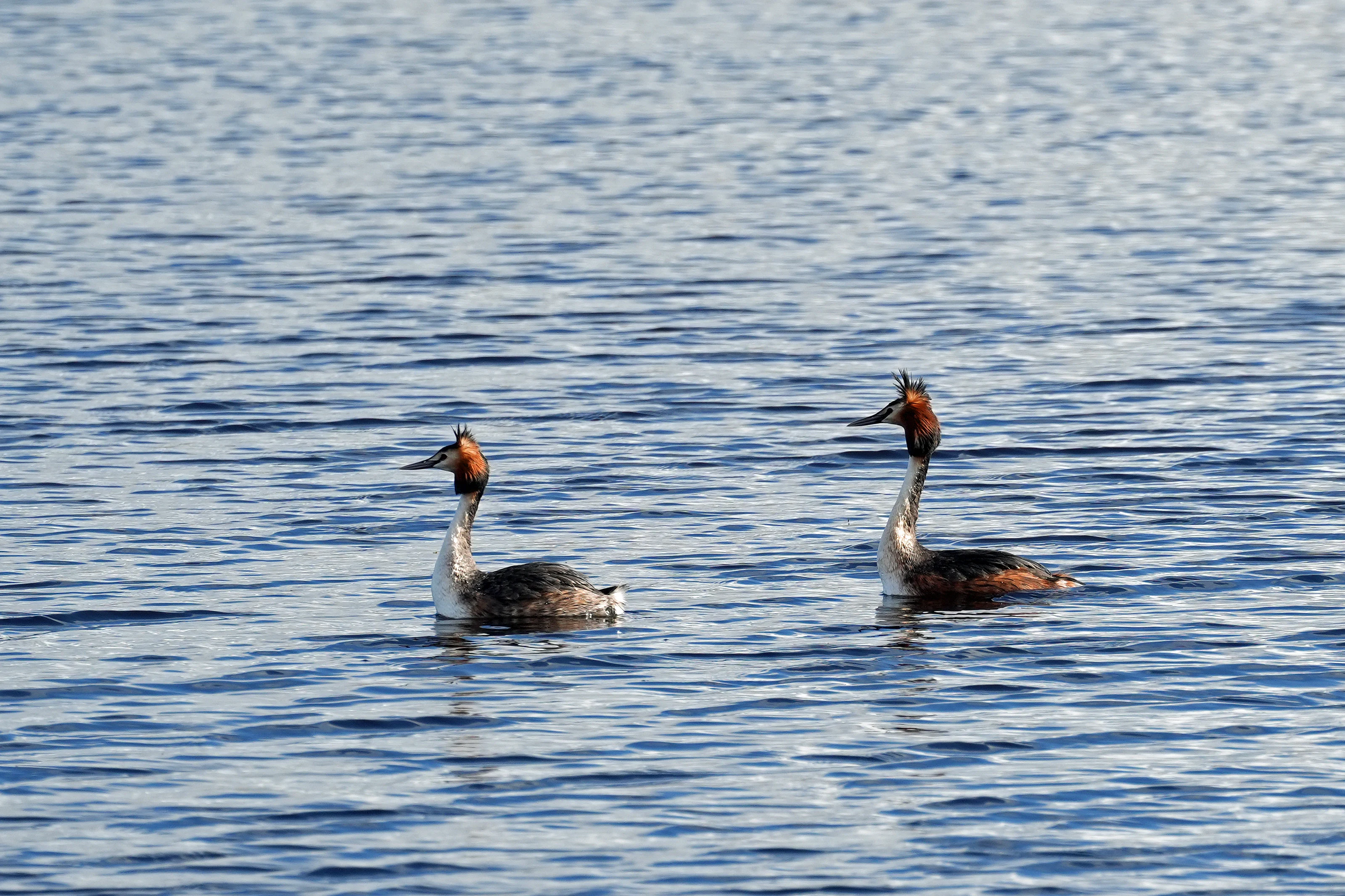 Great Crested Grebe, RSPB Ham Wall, Somerset, UK — photo by Jim Bennett