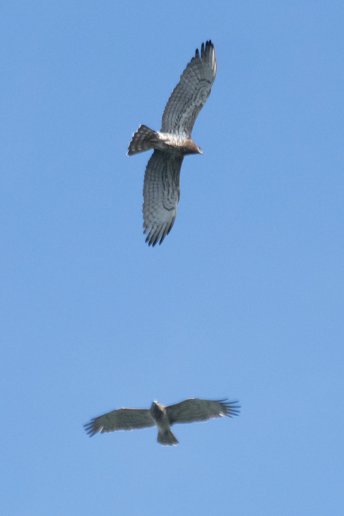 Short-toed Snake Eagles, Saghalvasho, Georgia — photo by Jim Bennett