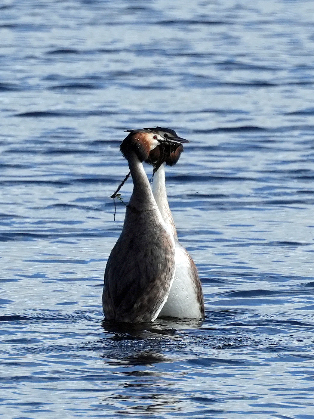 Great Crested Grebe, RSPB Ham Wall, Somerset, UK — photo by Jim Bennett