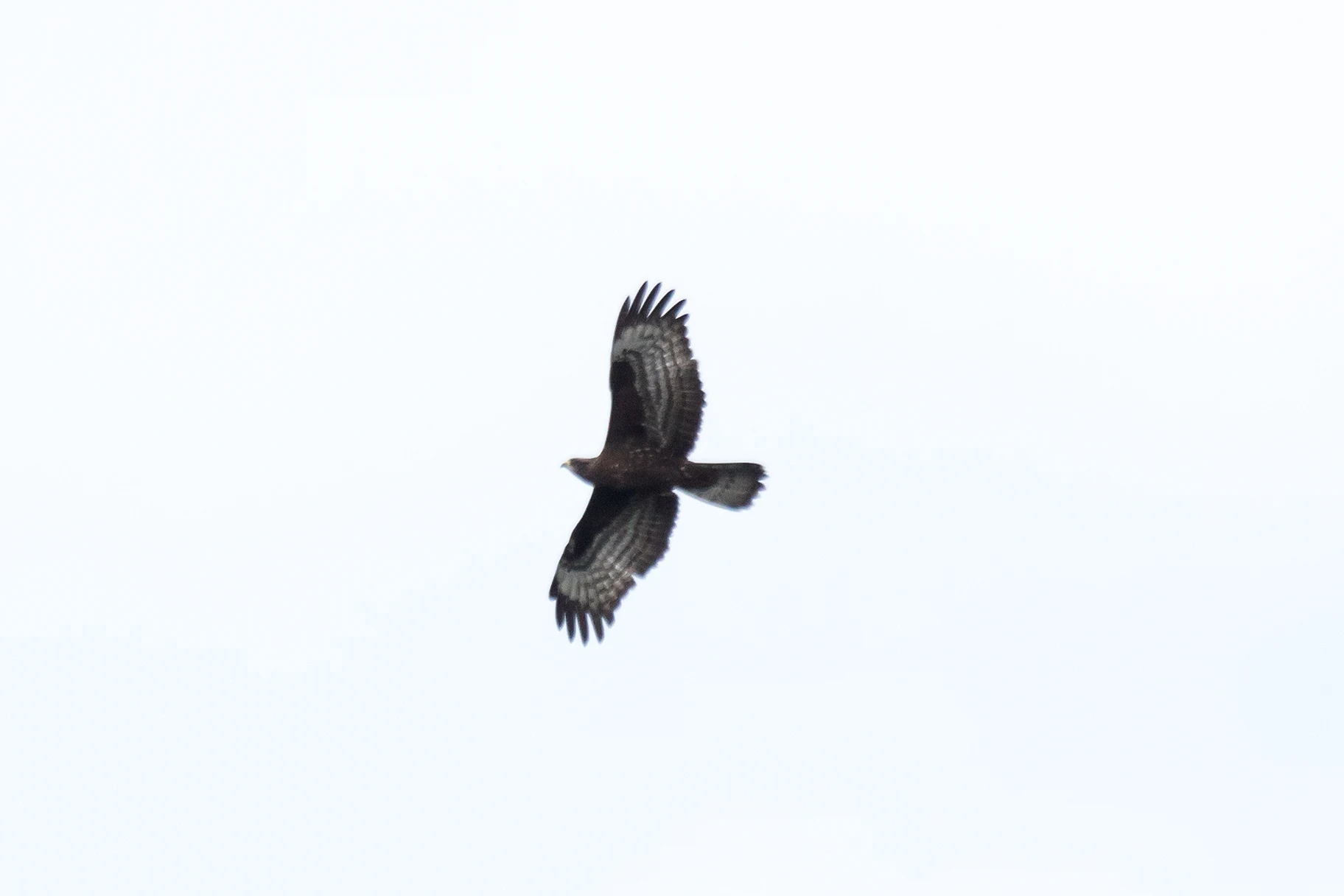 Honey Buzzard, Saghalvasho, Georgia — photo by Jim Bennett