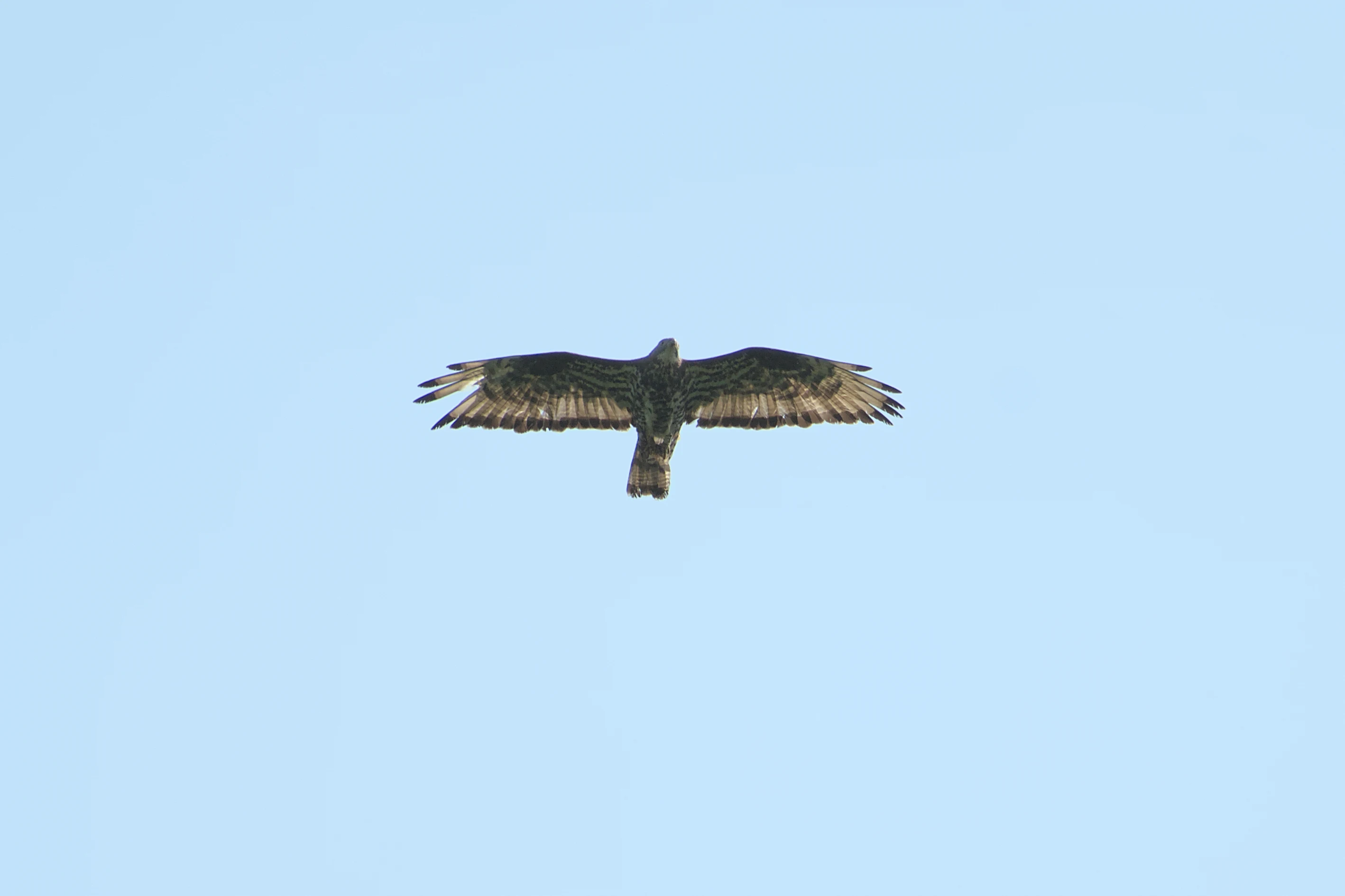 Honey Buzzard, West Sussex, UK — photo by Jim Bennett