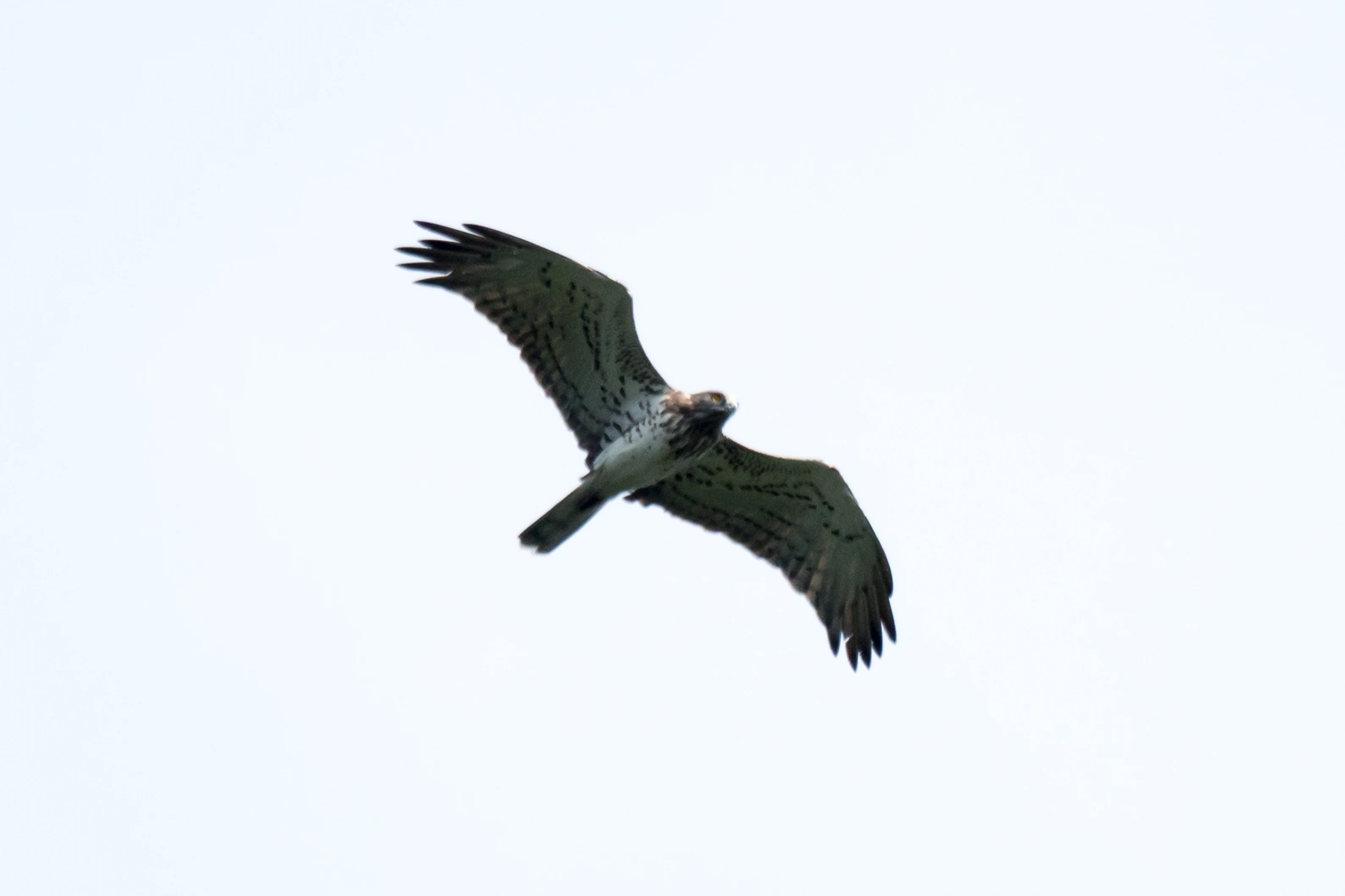 Short-toed Snake Eagle, Saghalvasho, Georgia — photo by Jim Bennett