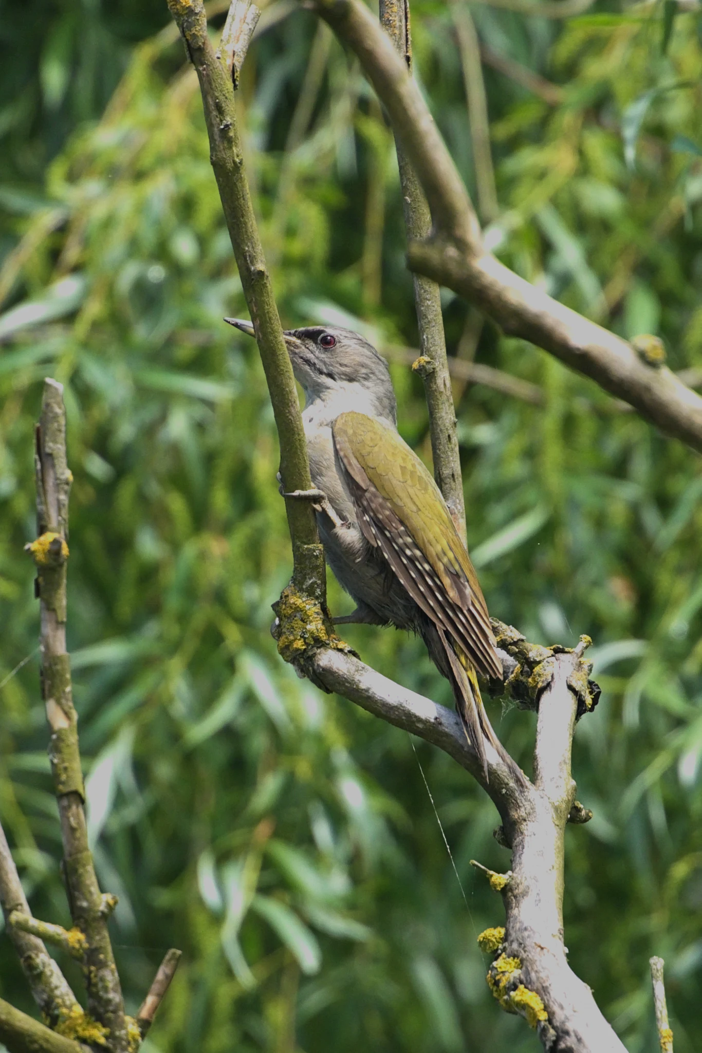 Grey-headed Woodpecker, near Caraorman, Danube Delta, Romania — photo by Jim Bennett