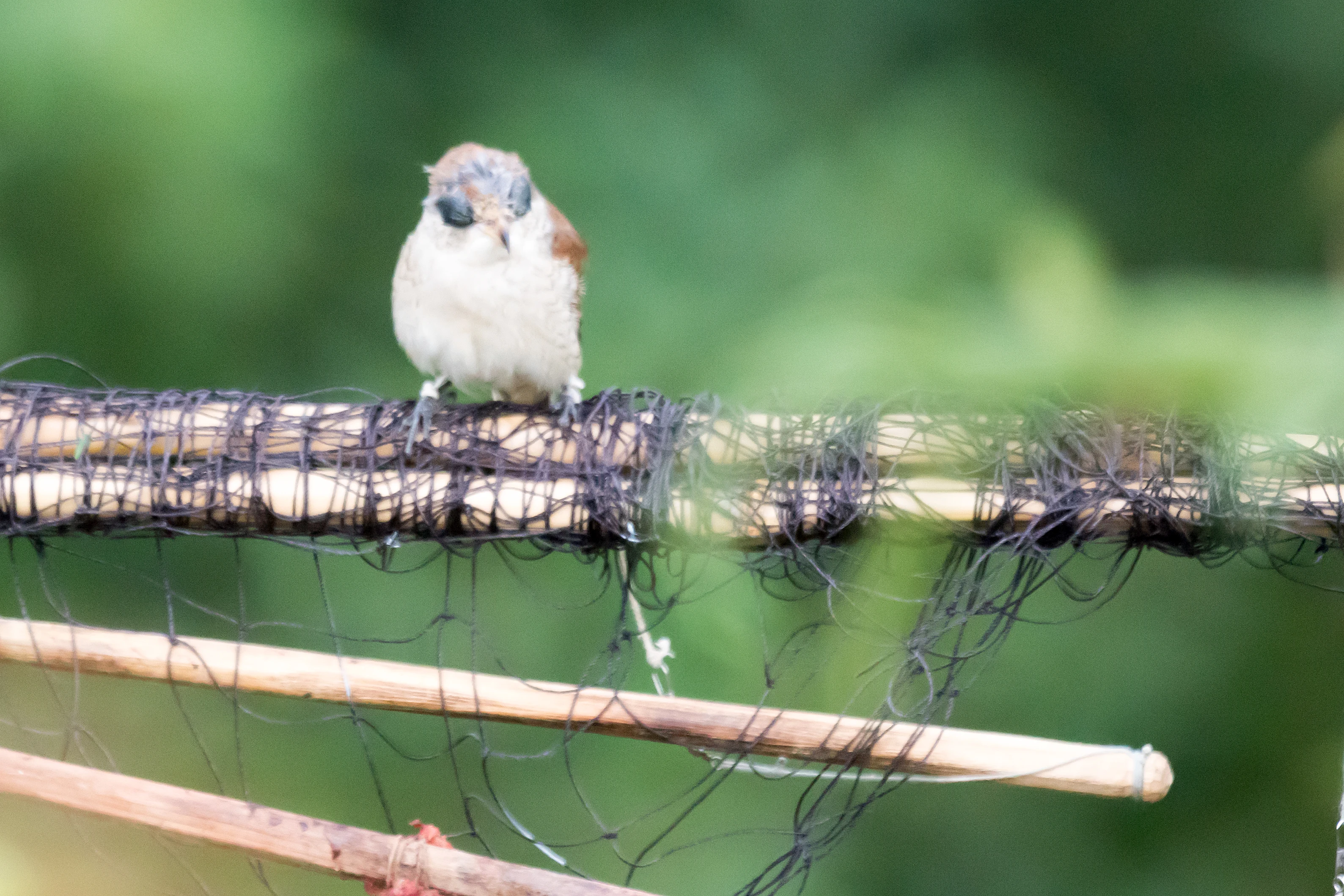 Red-backed Shrike with its eyes sewn shut, Saghalvasho, Georgia — photo by Jim Bennett