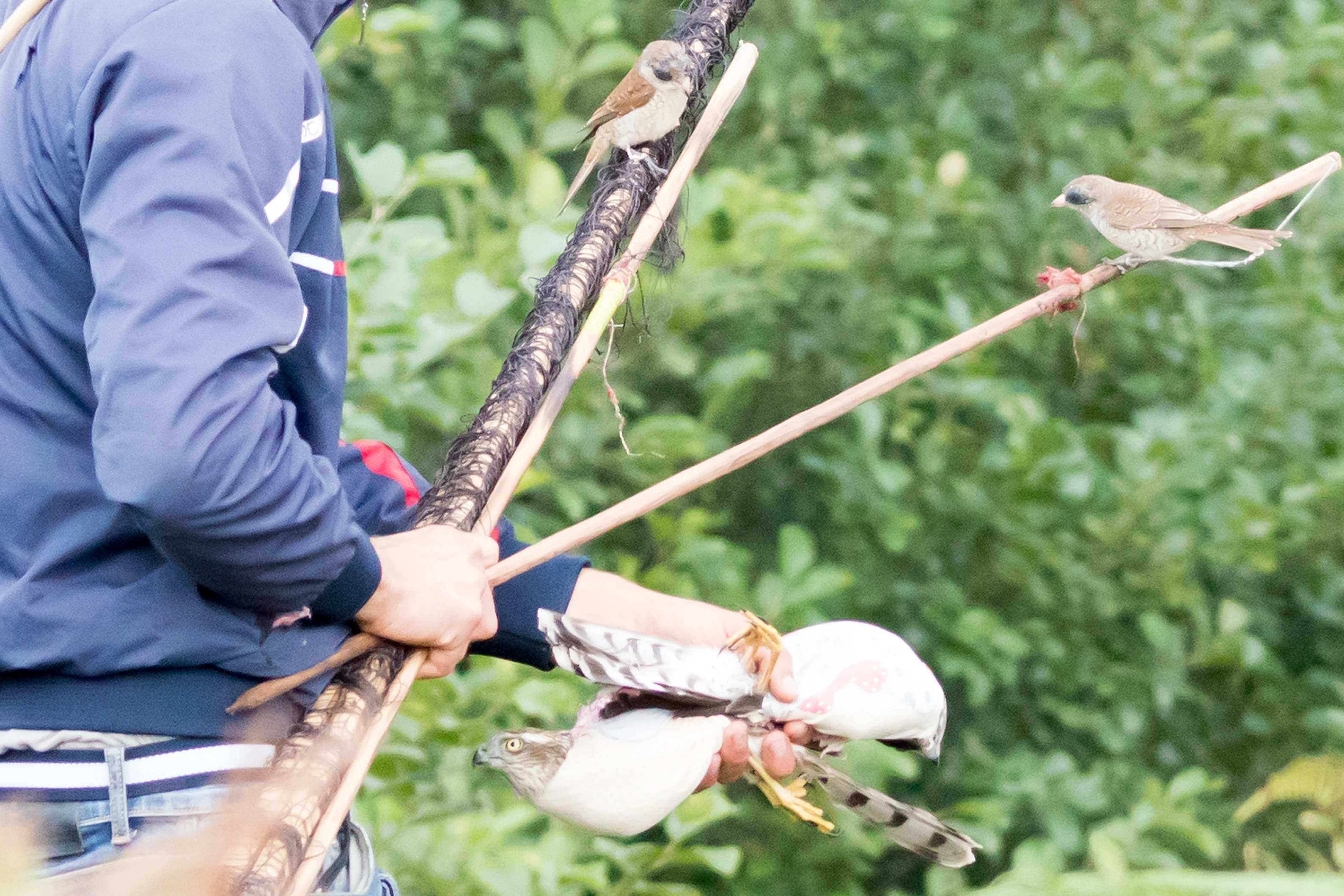 Falconer with two Red-backed Shrike tied to rods and two bagged Sparrowhawks, Saghalvasho, Georgia — photo by Jim Bennett