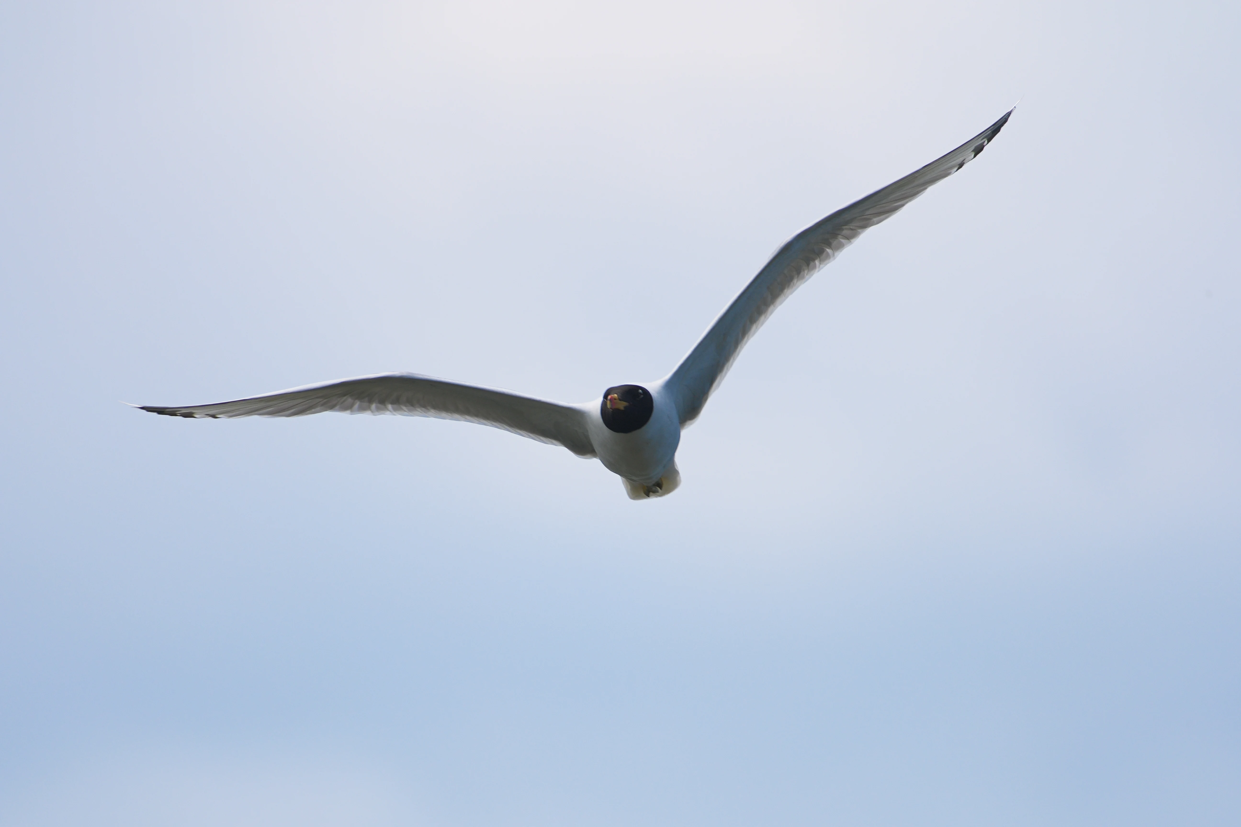 Pallas's Gull, near Caraorman, Danube Delta, Romania — photo by Jim Bennett