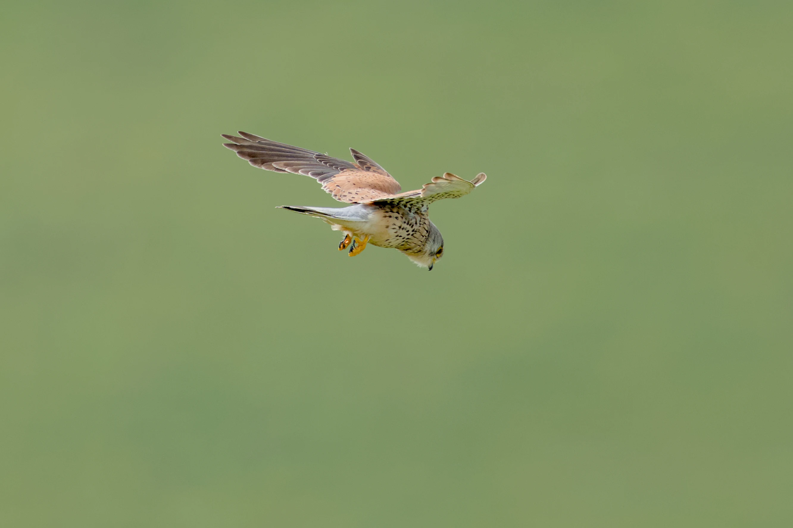 Common Kestrel, Berkshire Downs, UK — photo by Jim Bennett