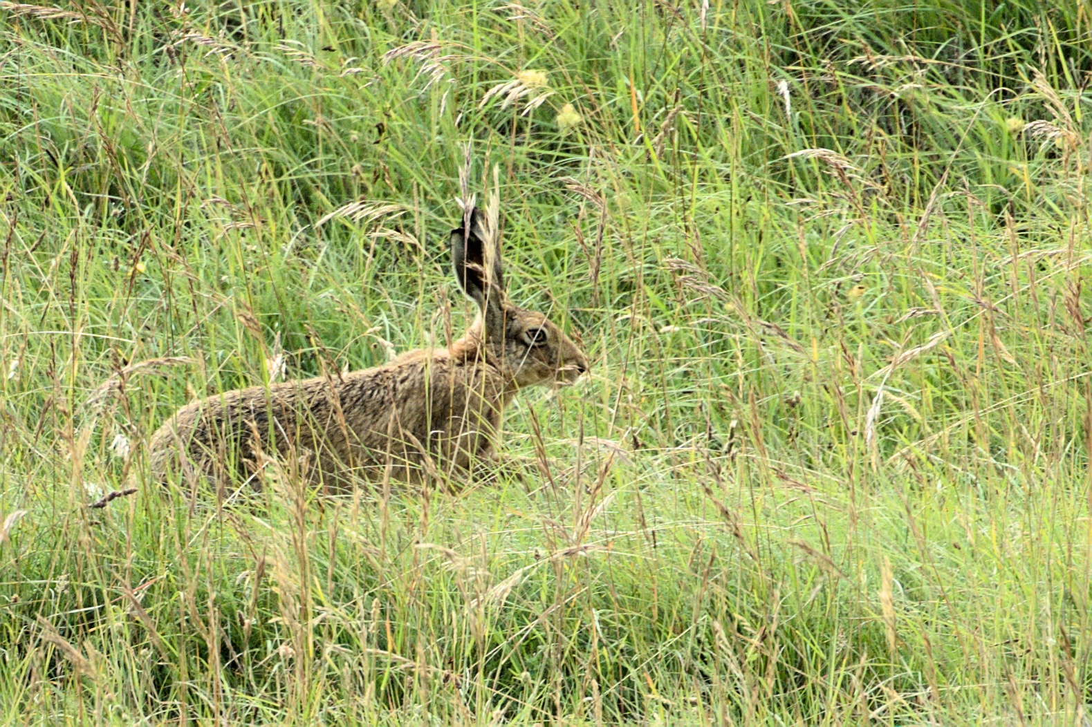 Brown Hare, Berkshire Downs, UK — photo by Jim Bennett