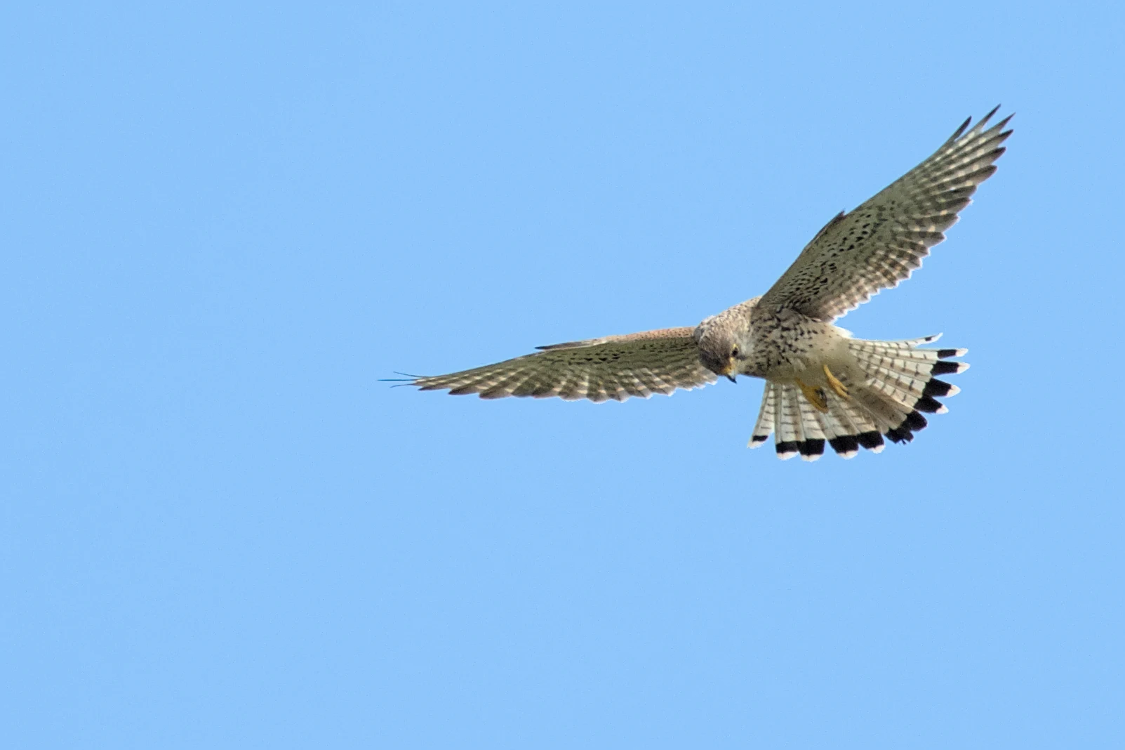 Common Kestrel in flight, Berkshire Downs, UK — photo by Jim Bennett