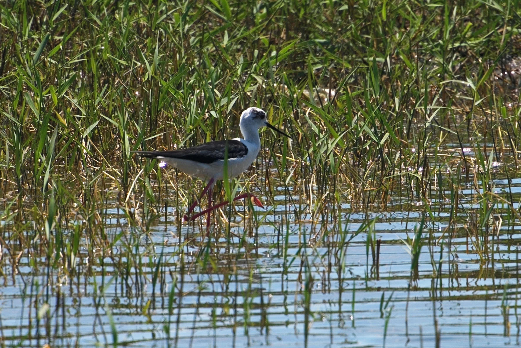 Black-winged Stilt, Caraorman, Danube Delta, Romania — photo by Jim Bennett
