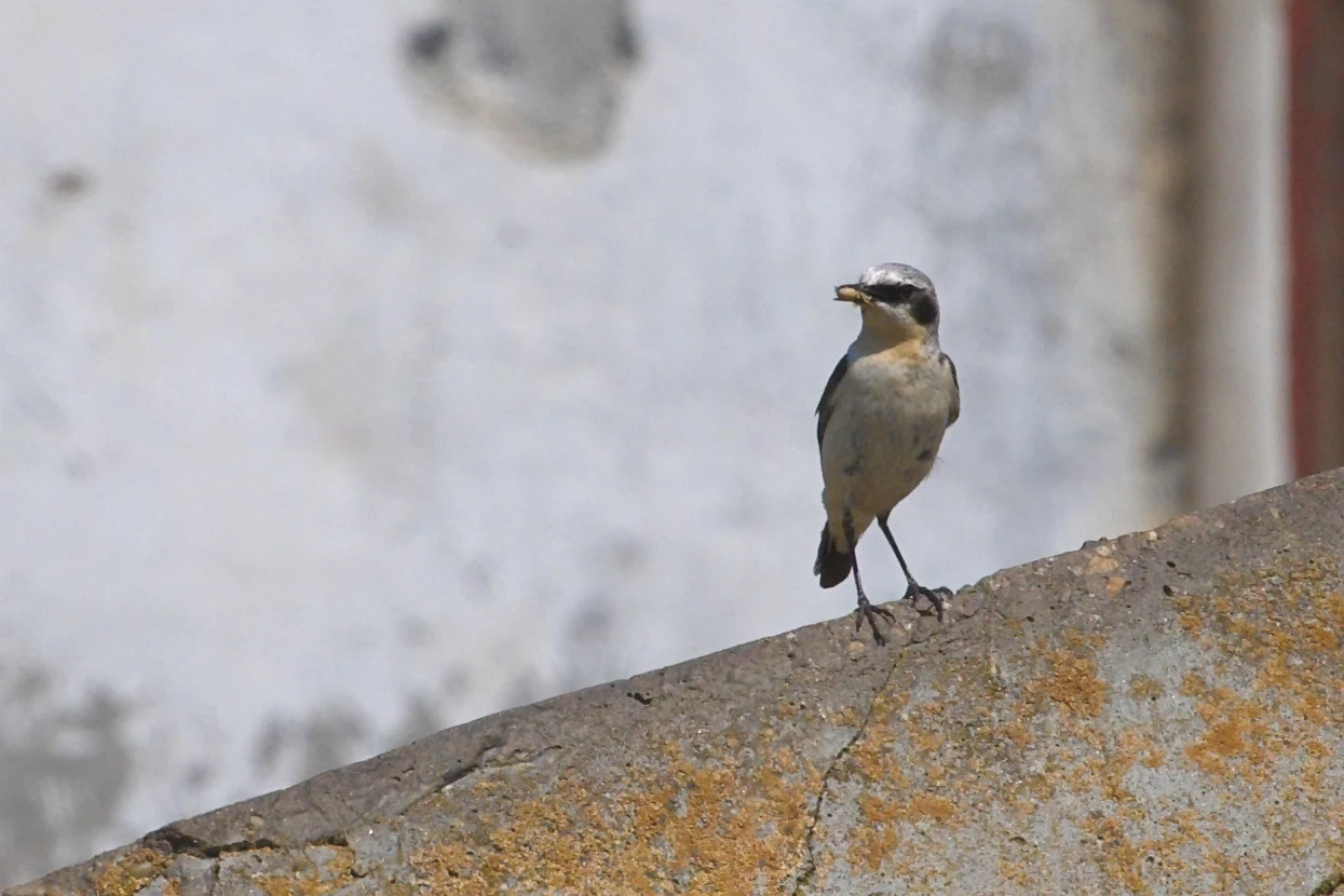 Northern Wheatear, Caraorman, Danube Delta, Romania — photo by Jim Bennett