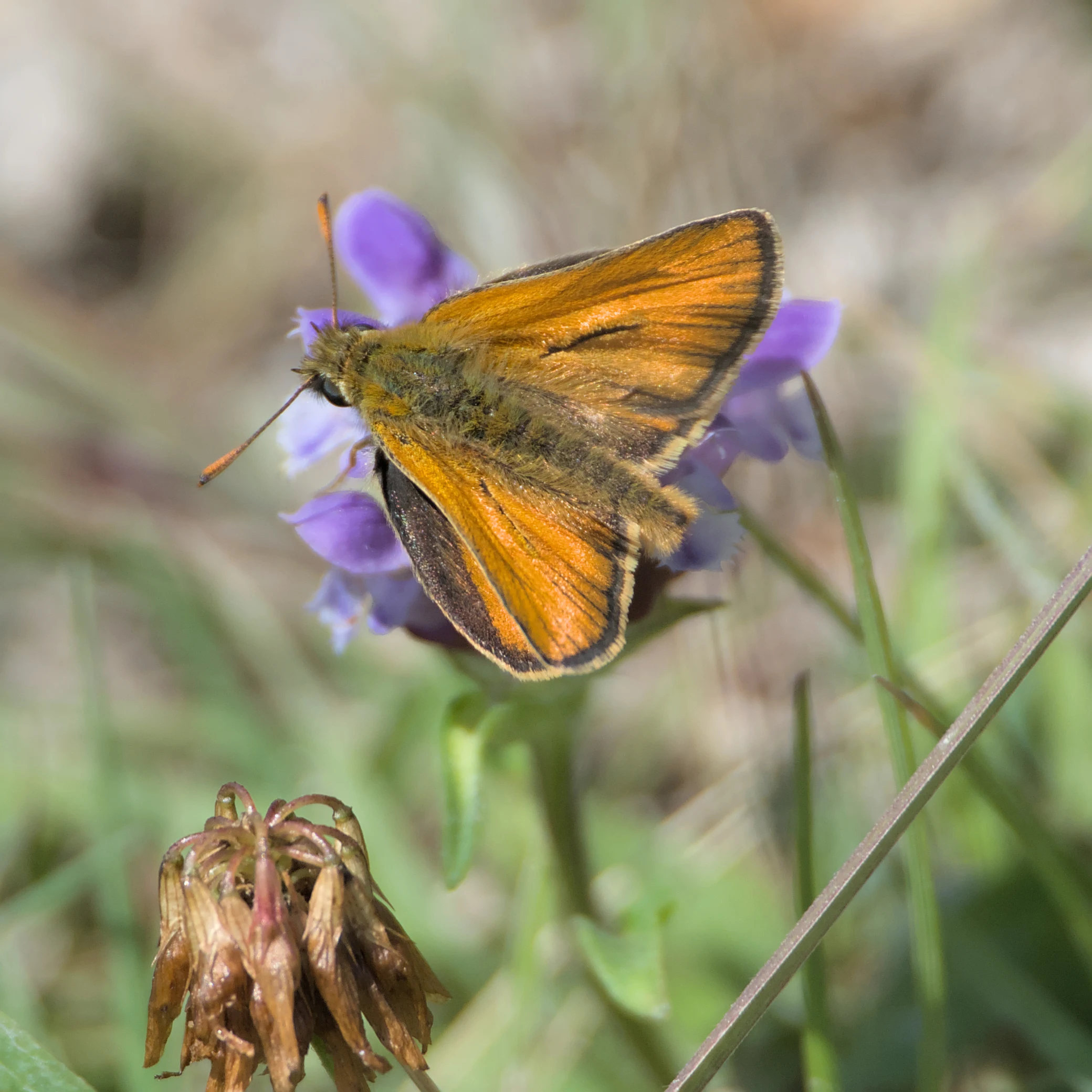 Small Skipper butterfly, Berkshire Downs, UK — photo by Jim Bennett