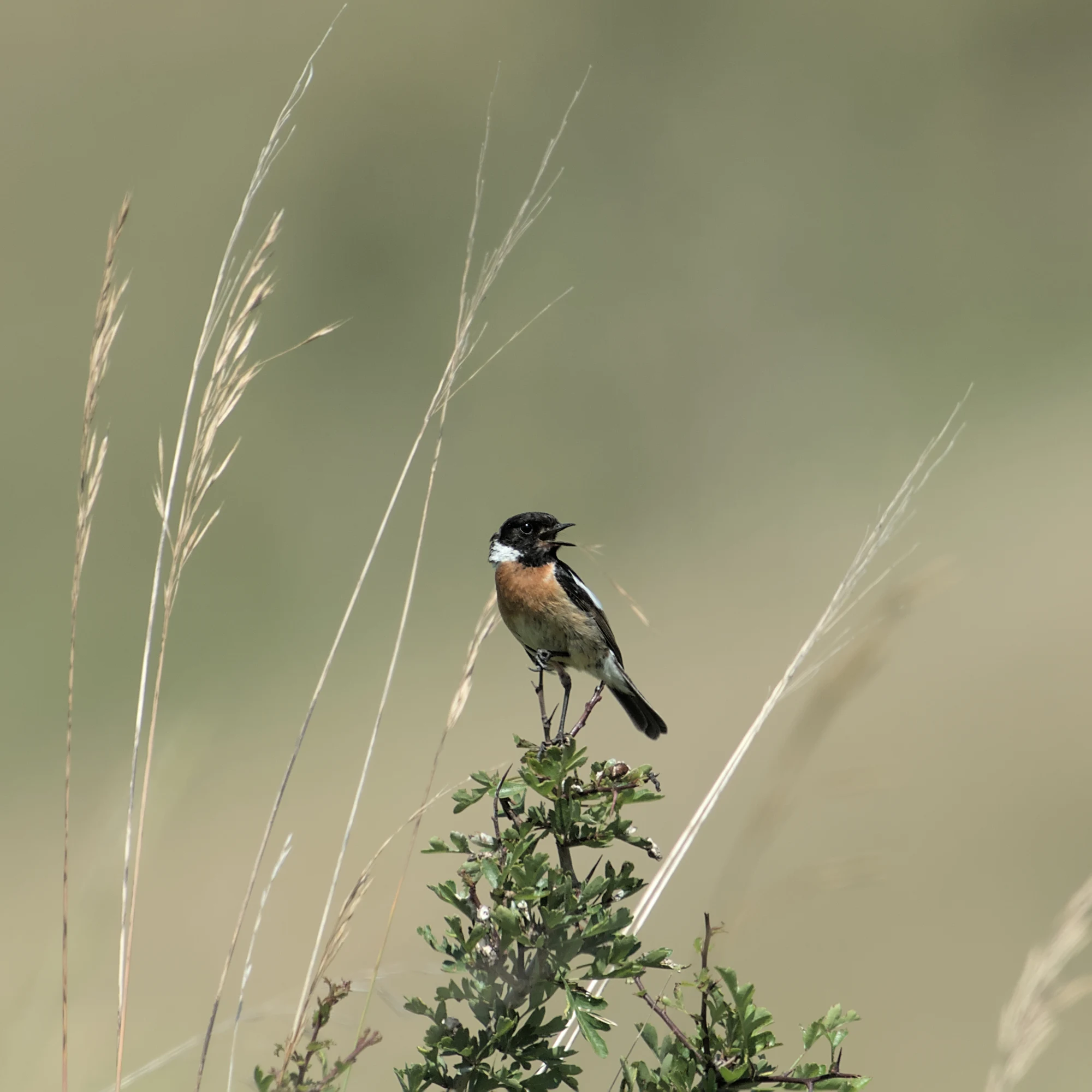 European Stonechat, Berkshire Downs, UK — photo by Jim Bennett