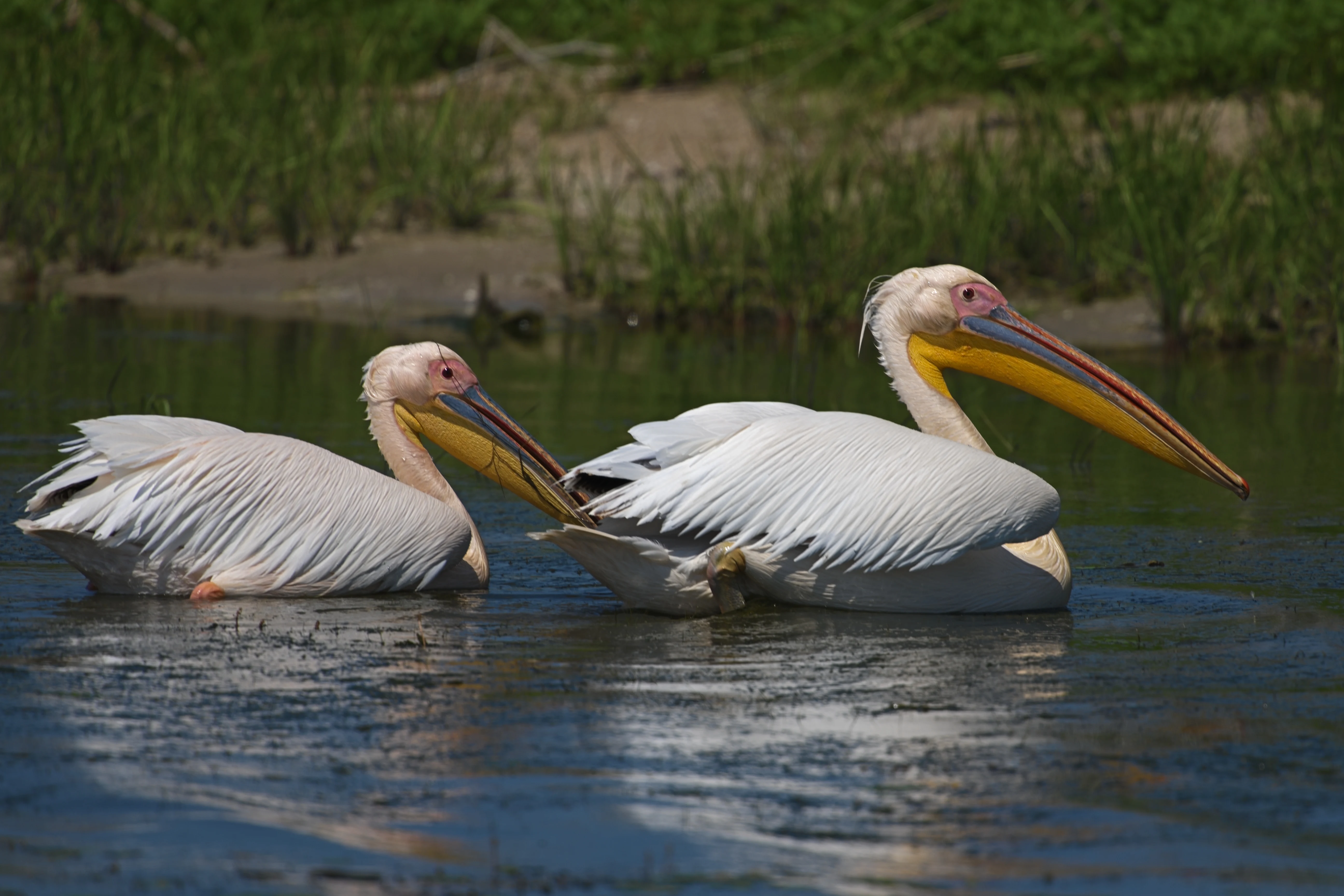 White Pelicans, Danube Delta, Romania — photo by Jim Bennett