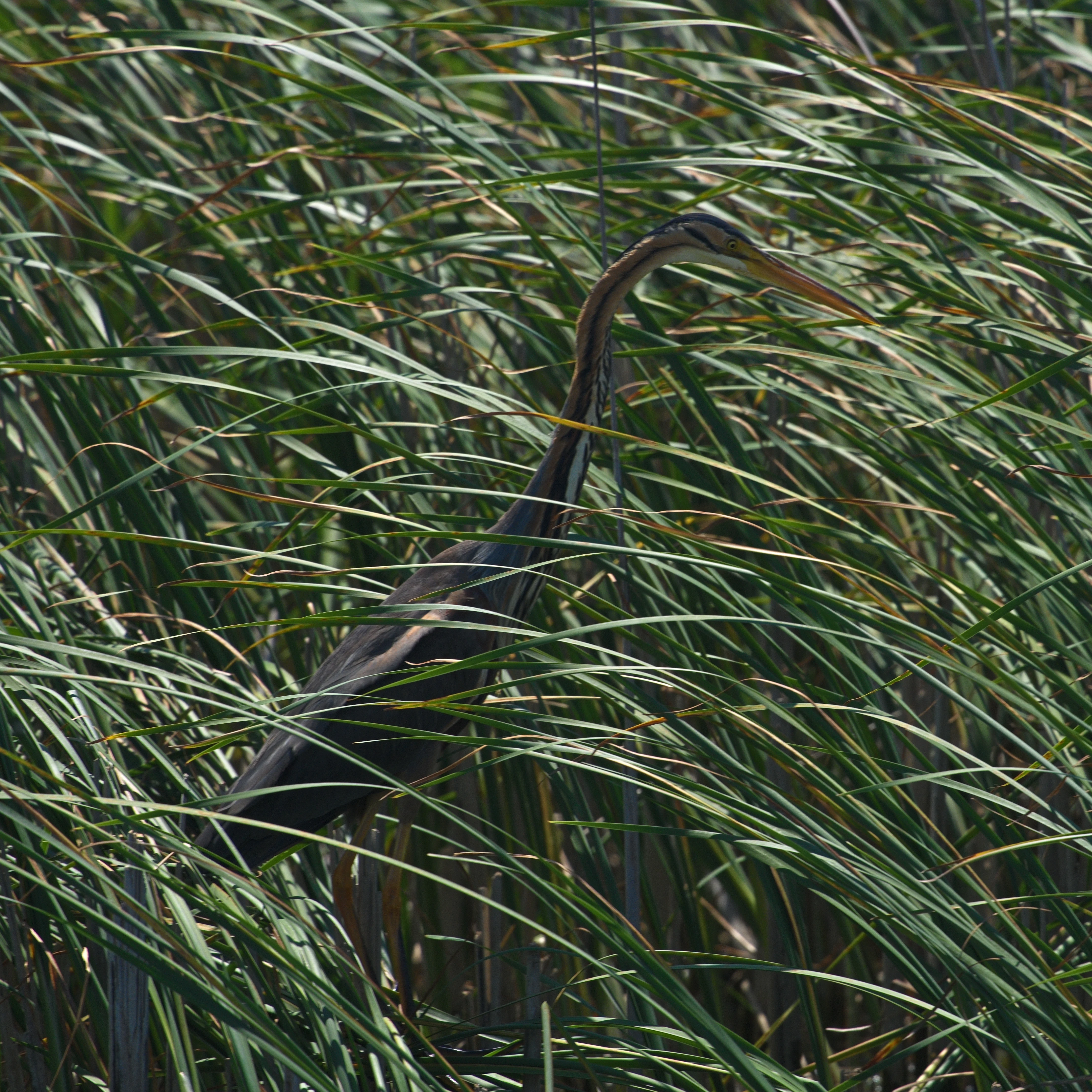 Purple Heron, Danube Delta, Romania — photo by Jim Bennett