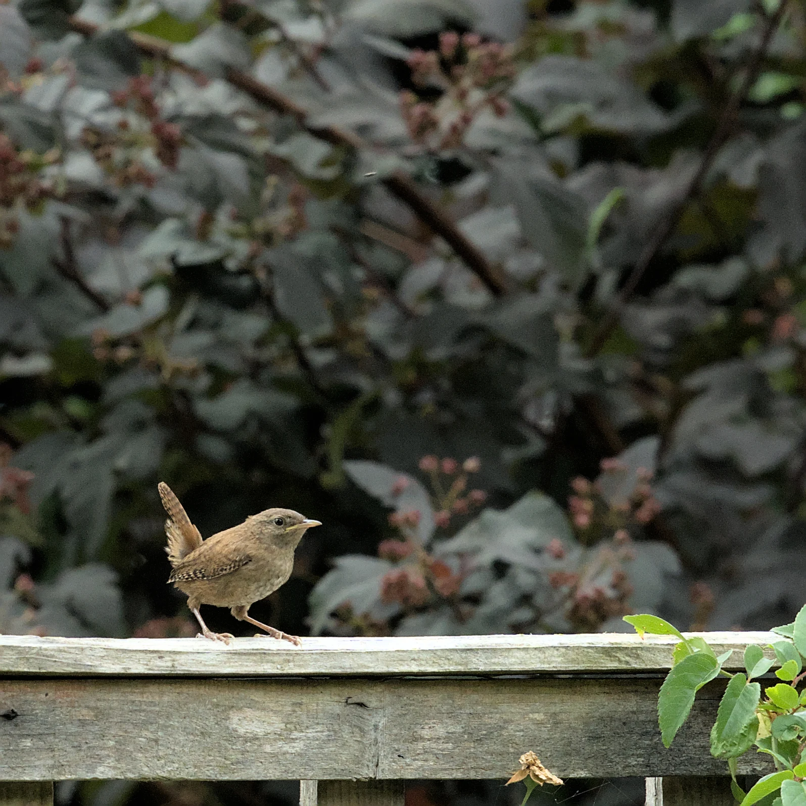 Eurasian Wren, Culham, UK — photo by Jim Bennett
