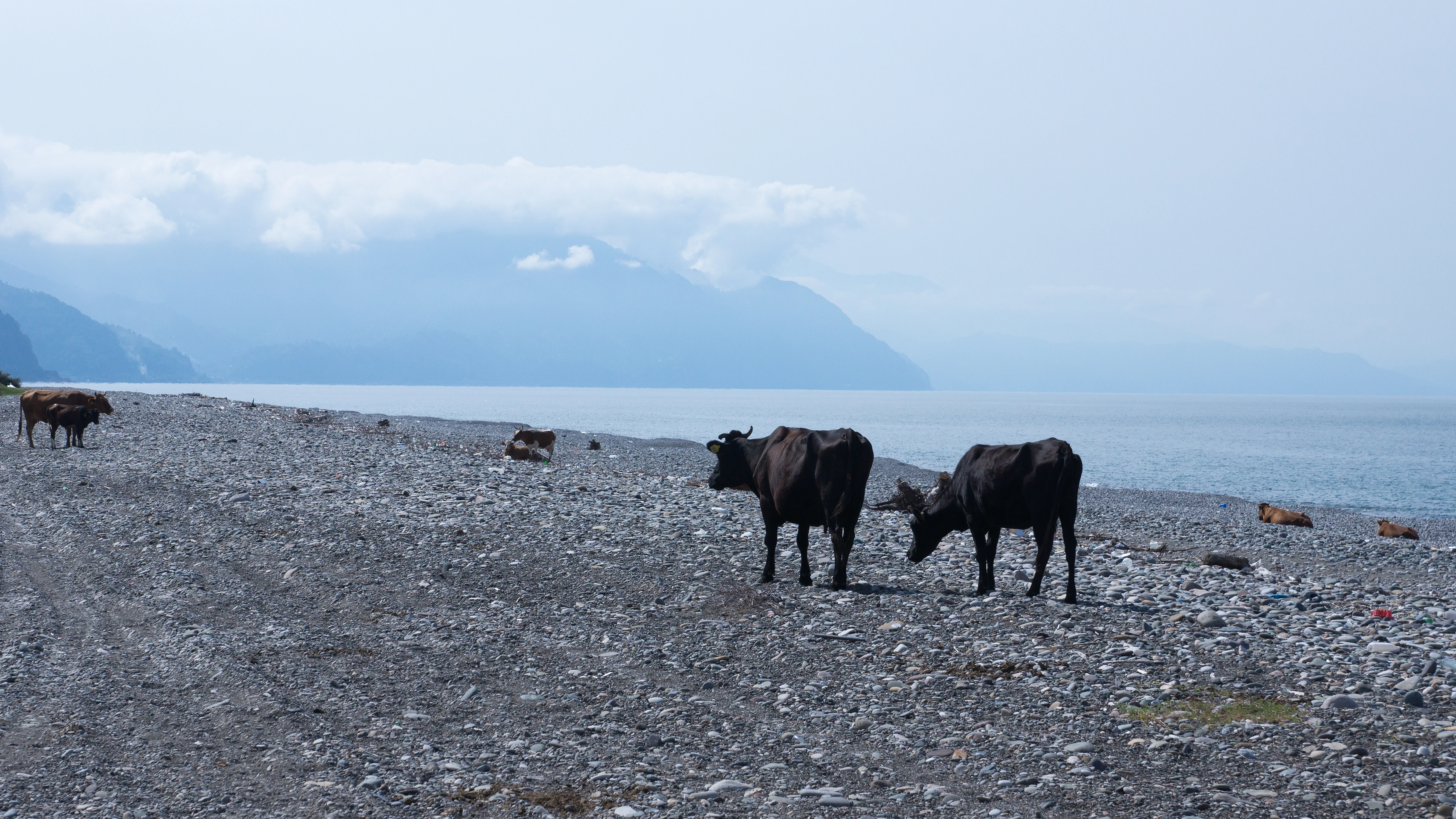Looking south, Choroki Delta, Georgia — photo by Jim Bennett