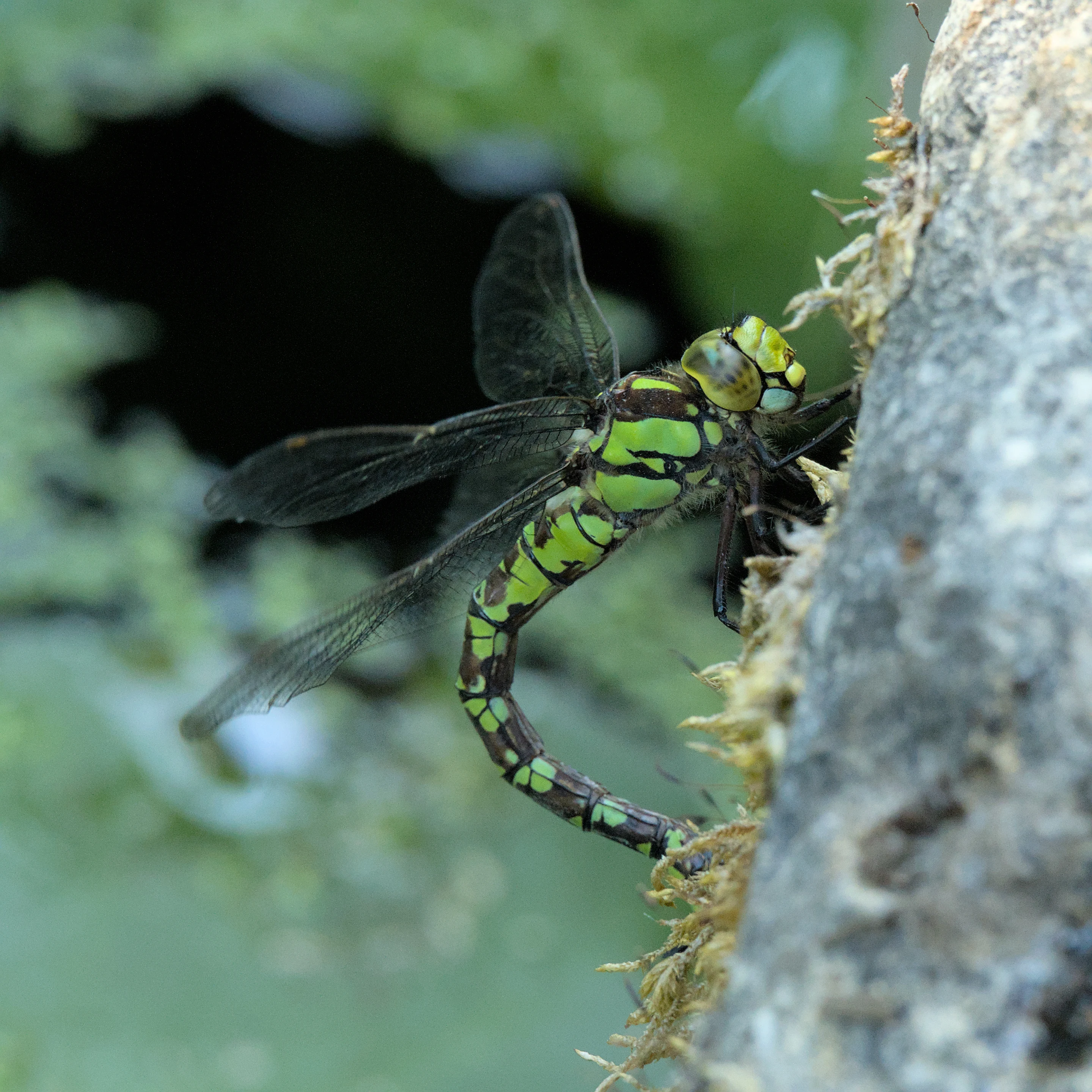 Southern Hawker, Culham, Oxfordshire, UK — photo by Jim Bennett