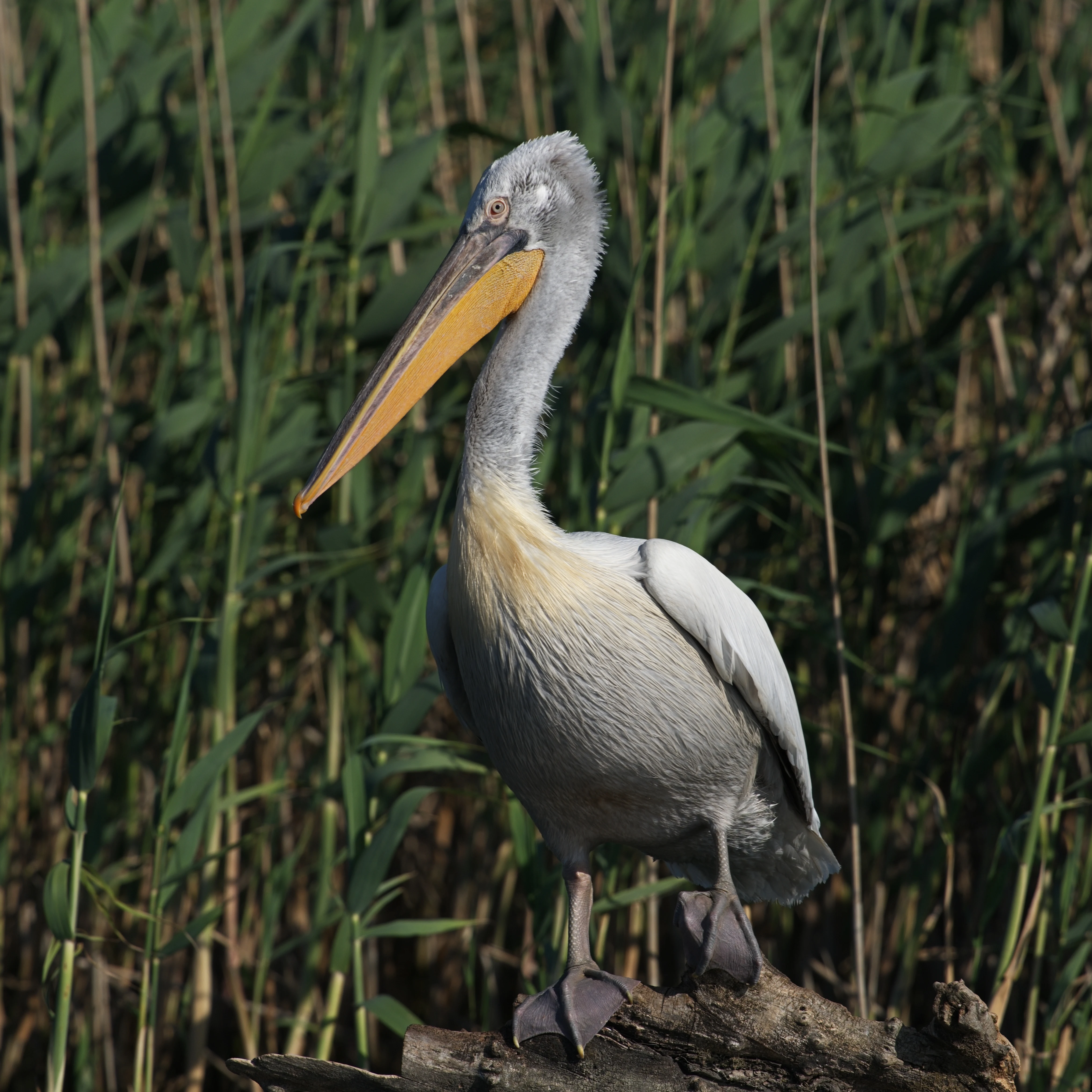 Dalmatian Pelican, Danube Delta, Romania — photo by Jim Bennett