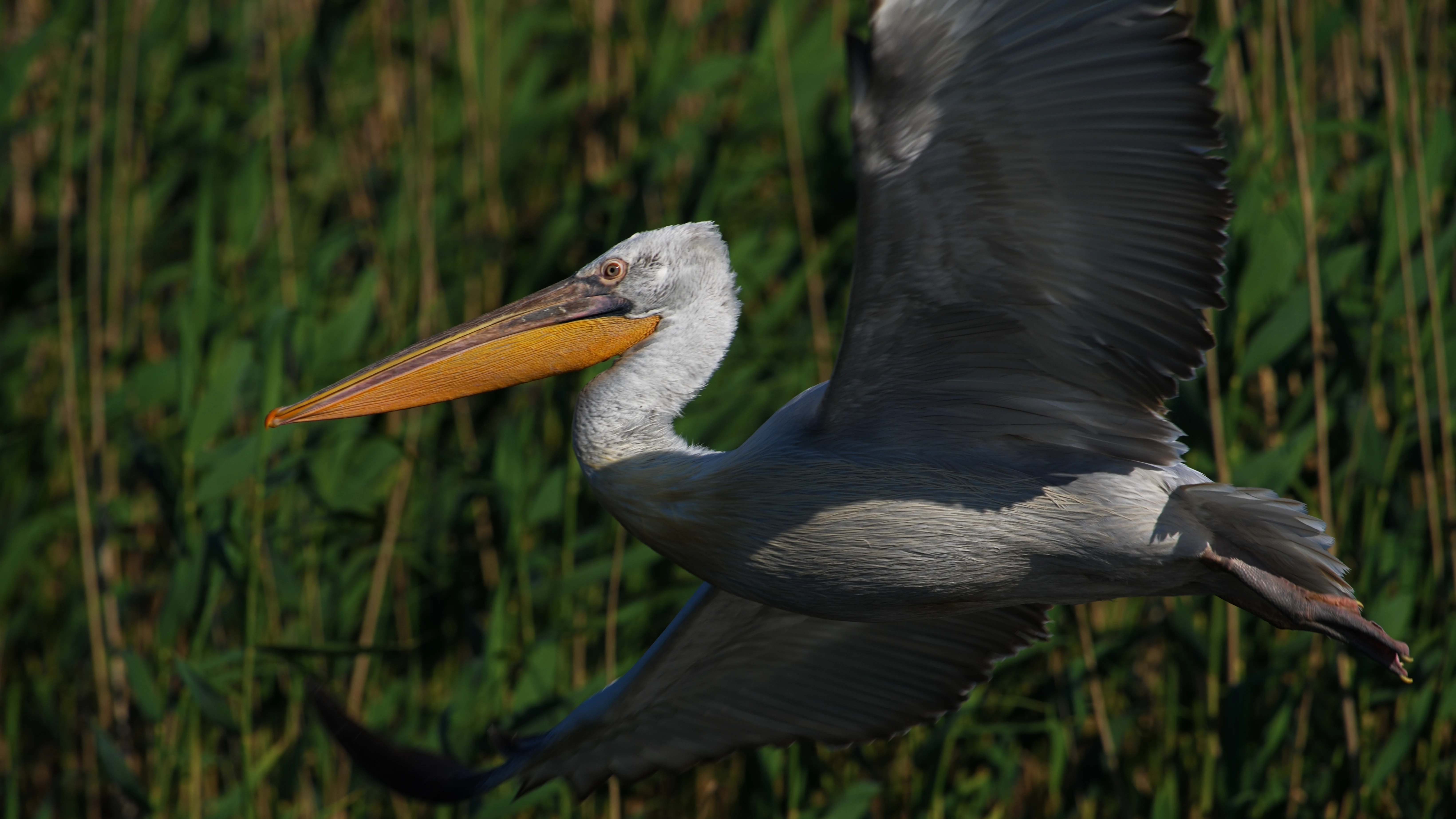 Dalmatian Pelican, Danube Delta, Romania — photo by Jim Bennett