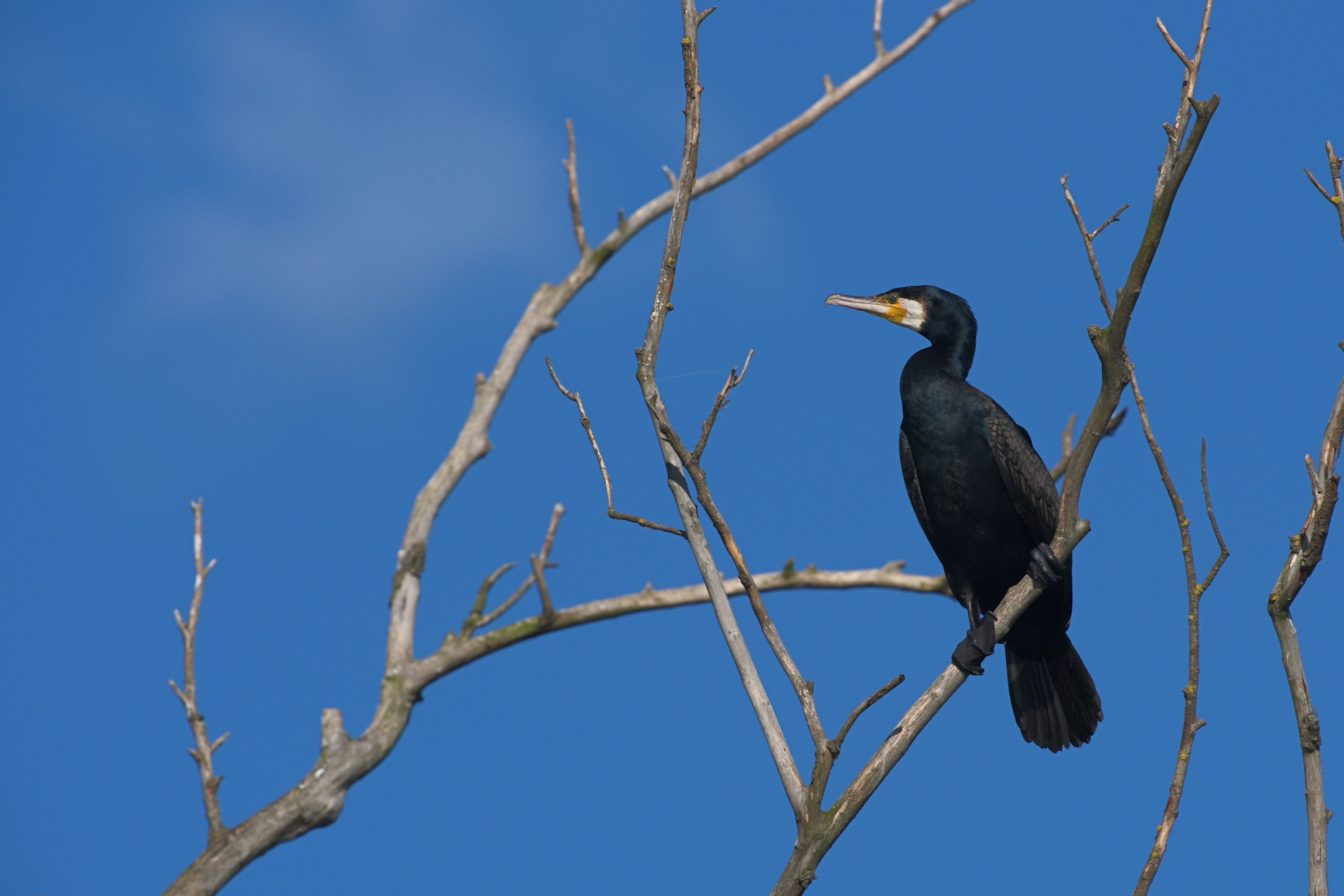 Great Cormorant, Danube Delta, Romania — photo by Jim Bennett