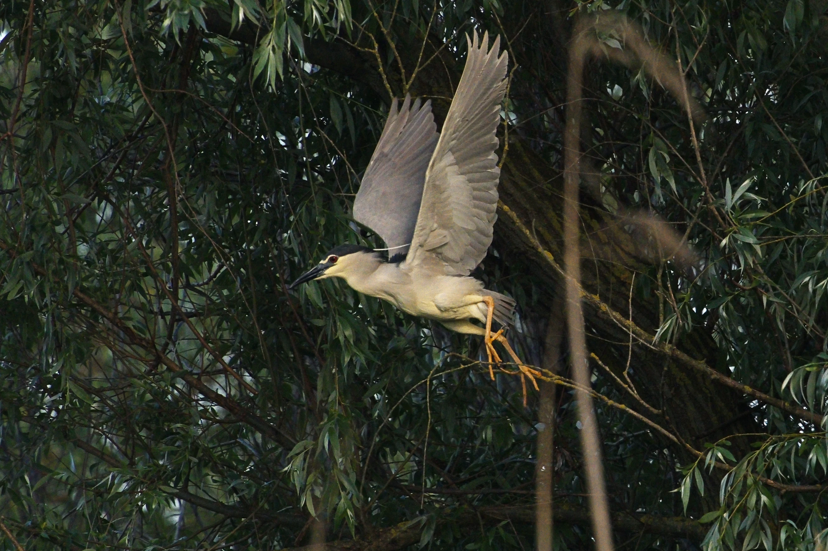 Night Heron, Danube Delta, Romania — photo by Jim Bennett
