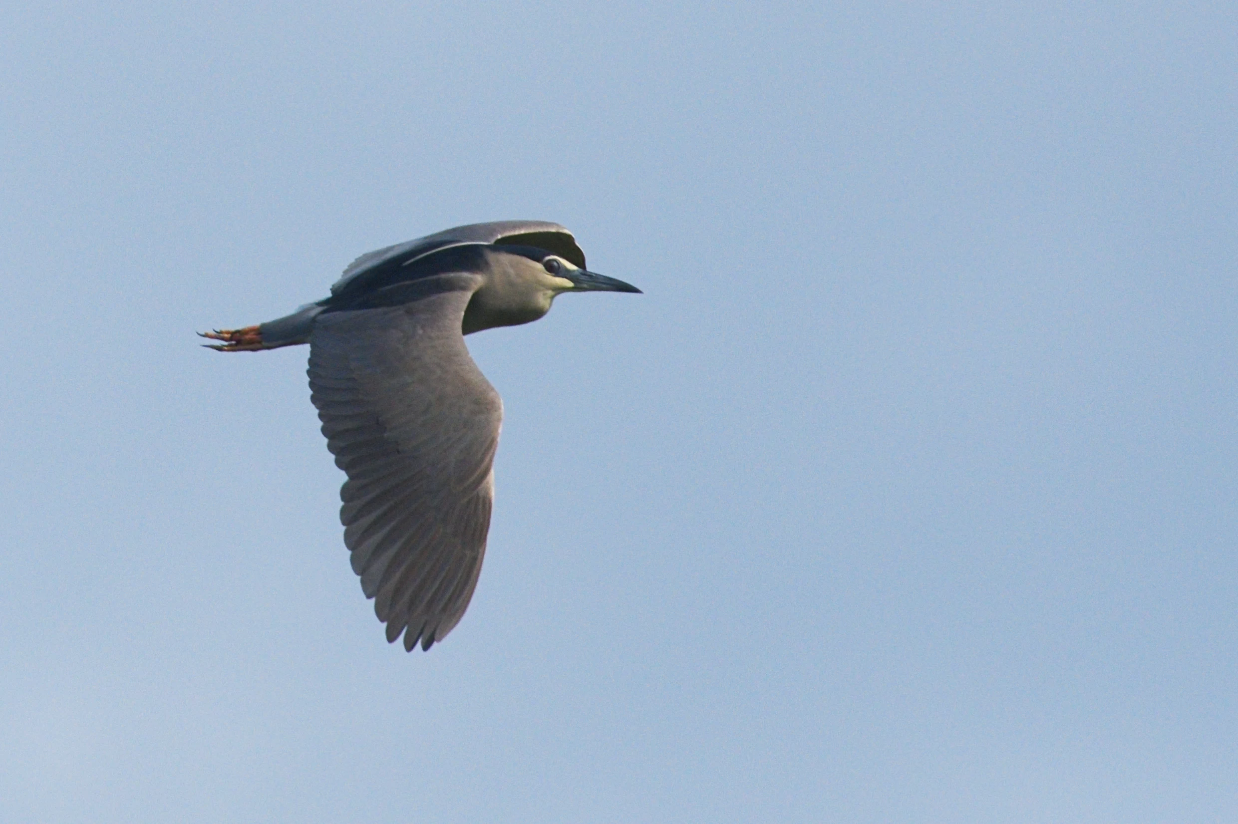 Night Heron, Danube Delta, Romania — photo by Jim Bennett
