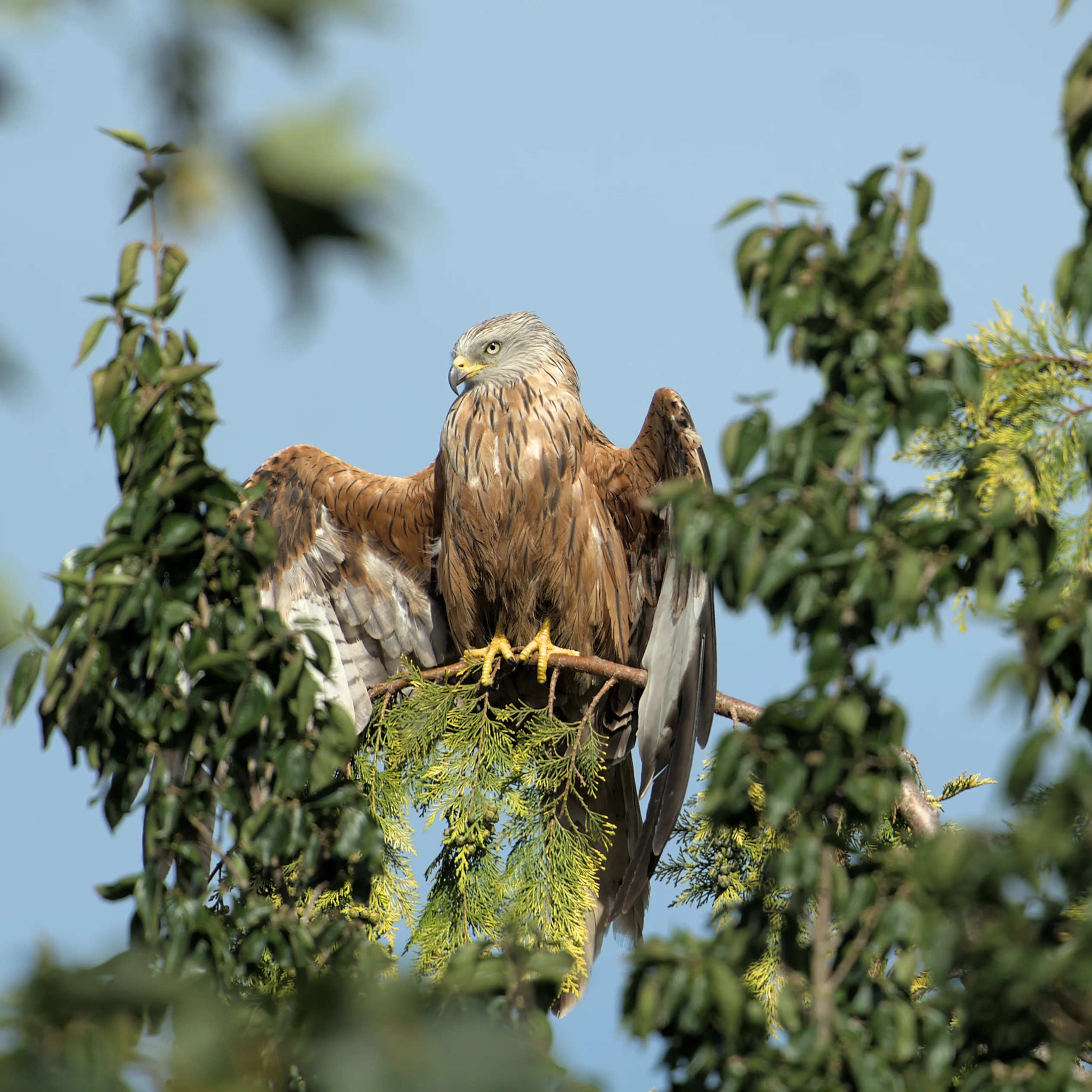Red Kite, Didcot, Oxfordshire, UK — photo by Jim Bennett