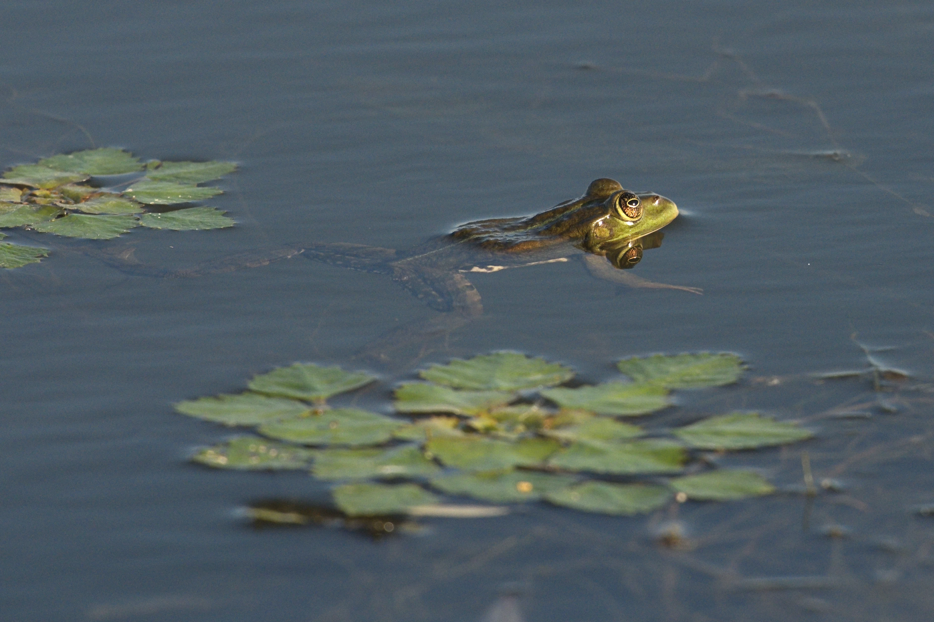 Frog, Danube Delta, Romania — photo by Jim Bennett