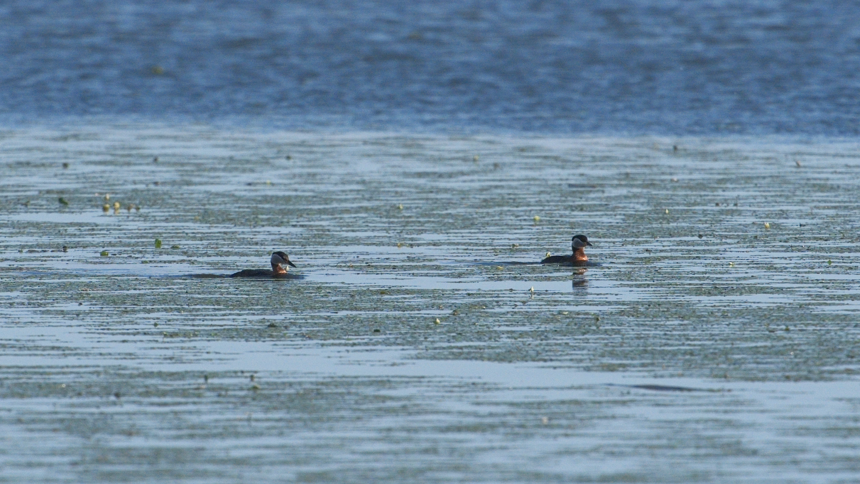Red-necked Grebes, Danube Delta, Romania — photo by Jim Bennett