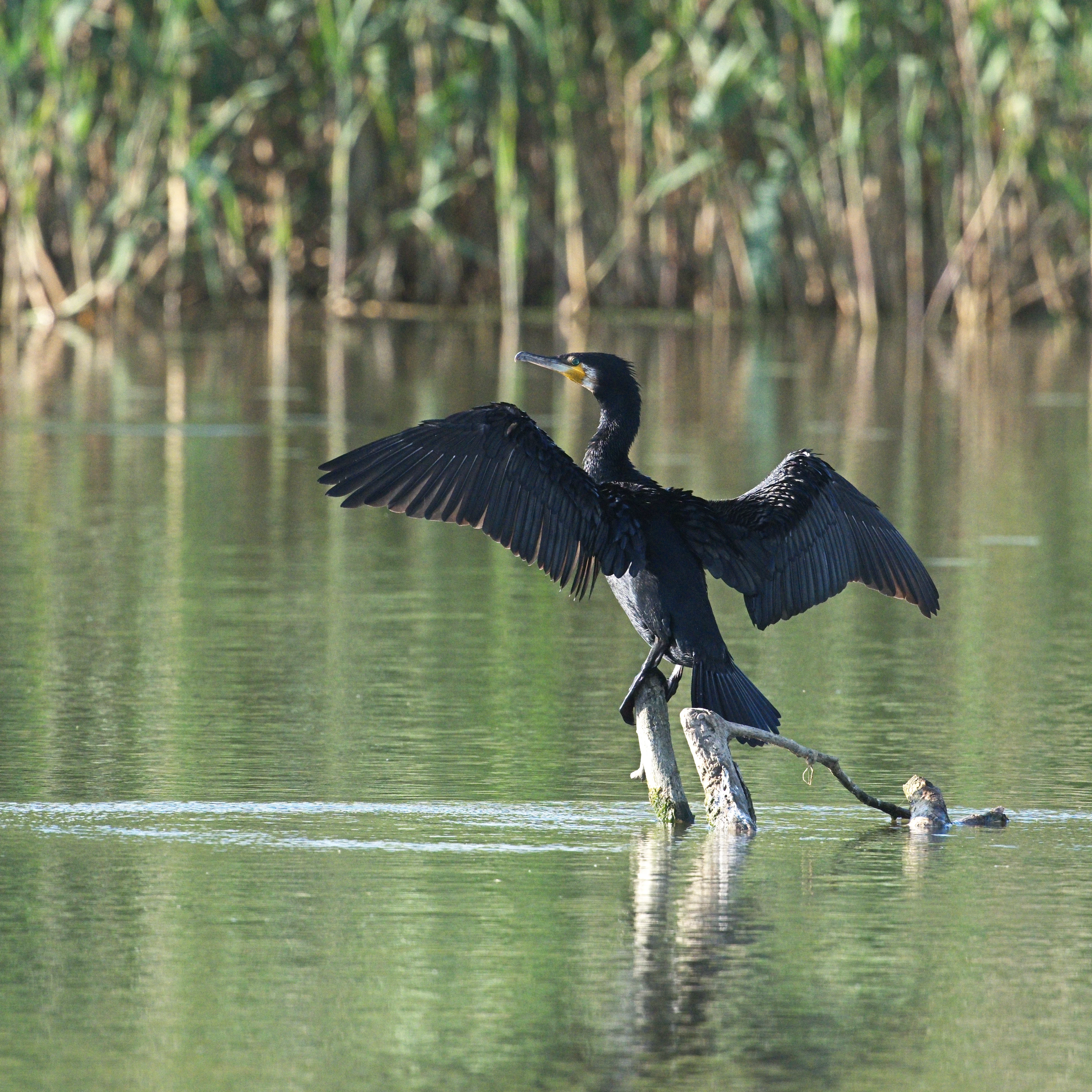 Great Cormorant, Danube Delta, Romania — photo by Jim Bennett