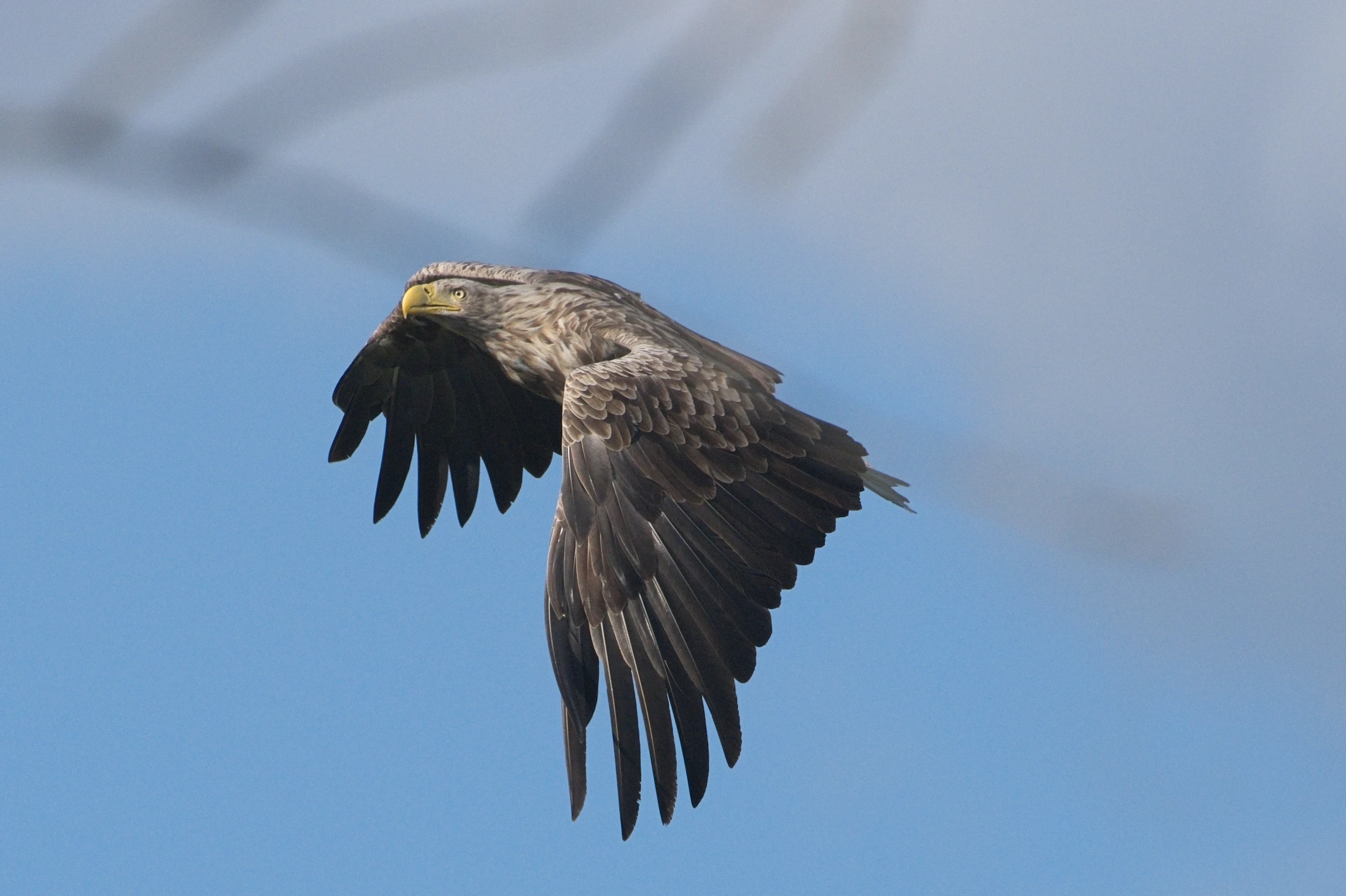 White-tailed Eagle, Danube Delta, Romania — photo by Jim Bennett