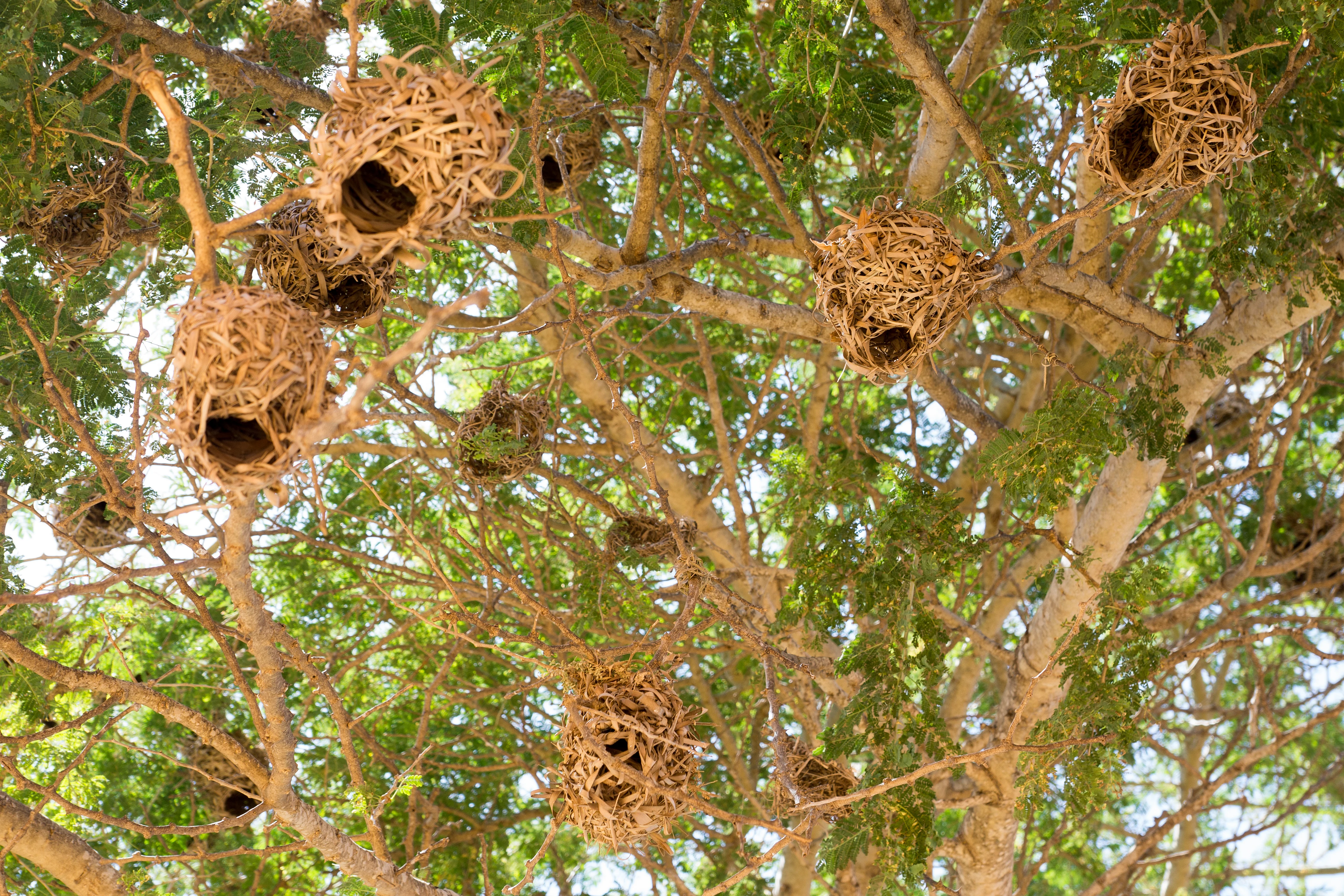 Weaver Bird nests, Sanyang, The Gambia — photo by Jim Bennett